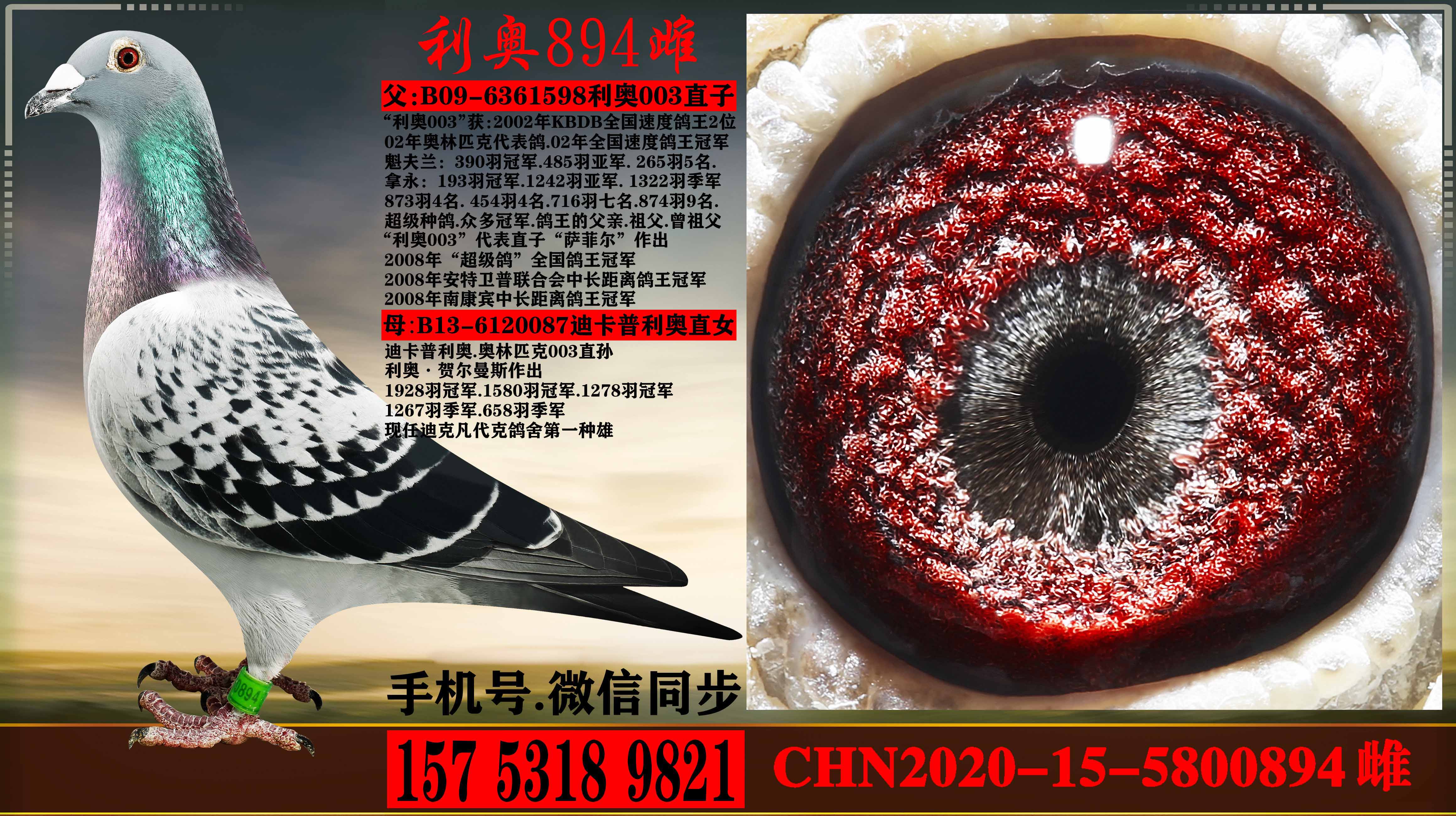 奥林匹克003直子配迪卡普里奥直女