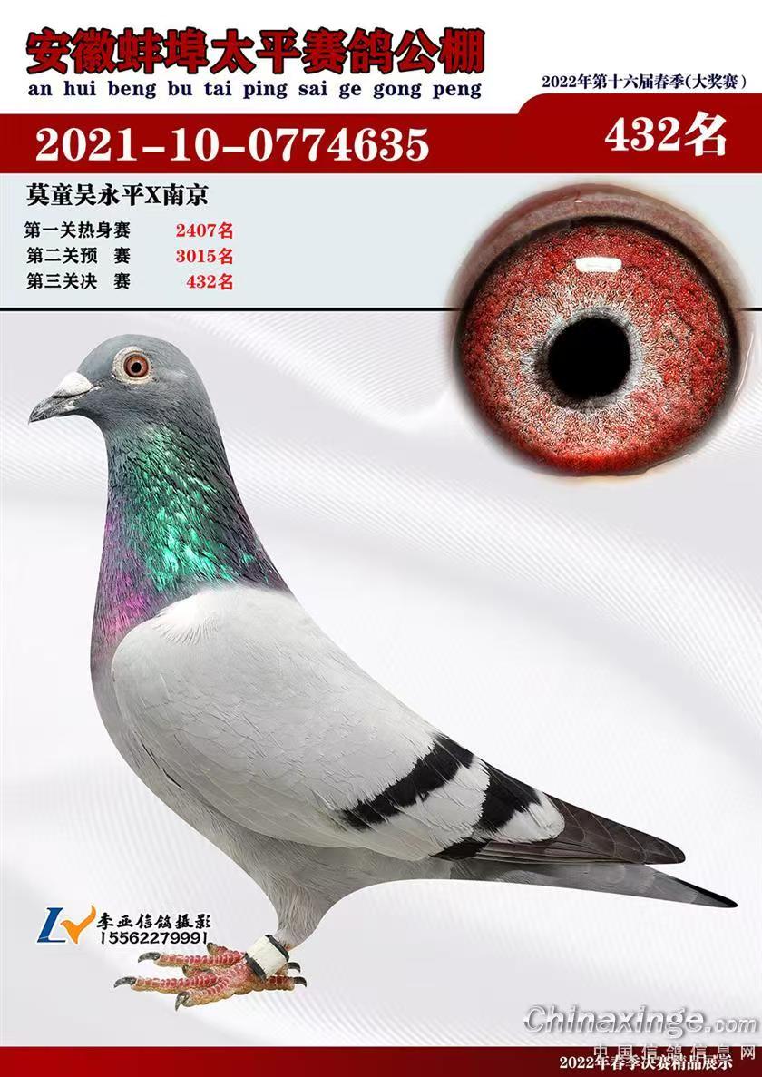 ̫ƽQِ432