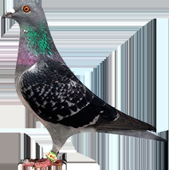 ղɭX������X���ݿ�