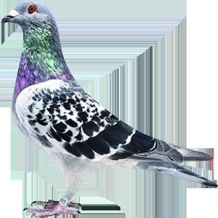 �������ء�ֱ��