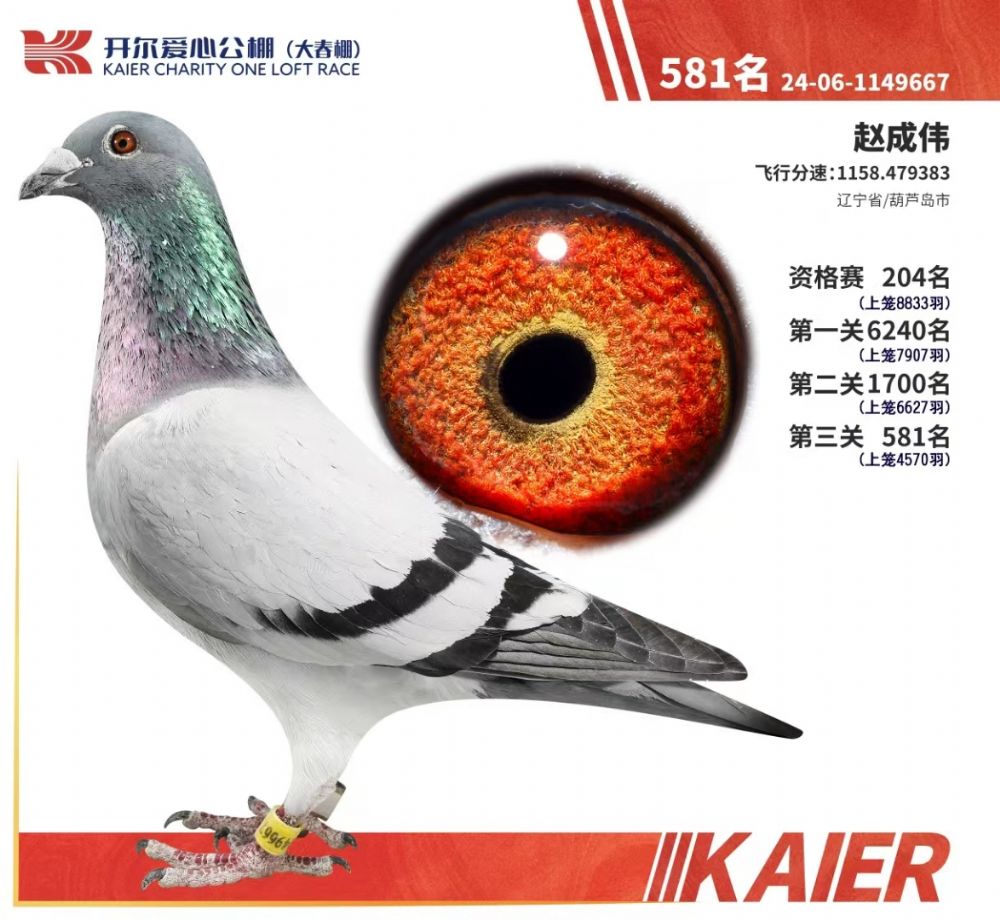 ڻ̖667