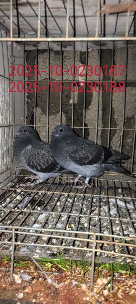 һ