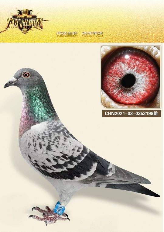 û