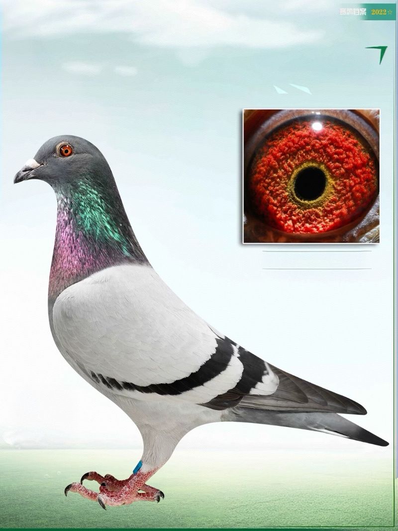 Ʒģ5
