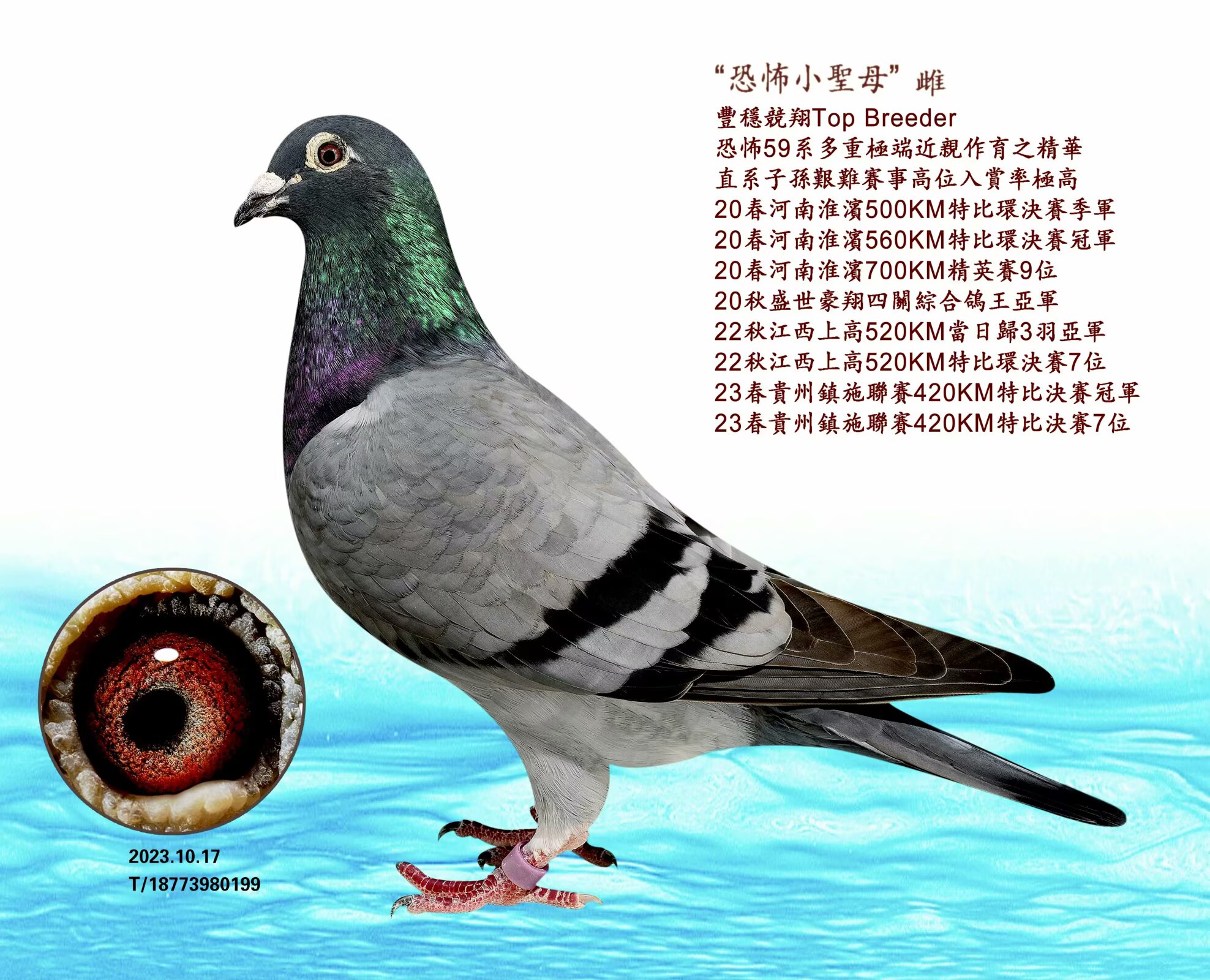 ֲС}ĸ