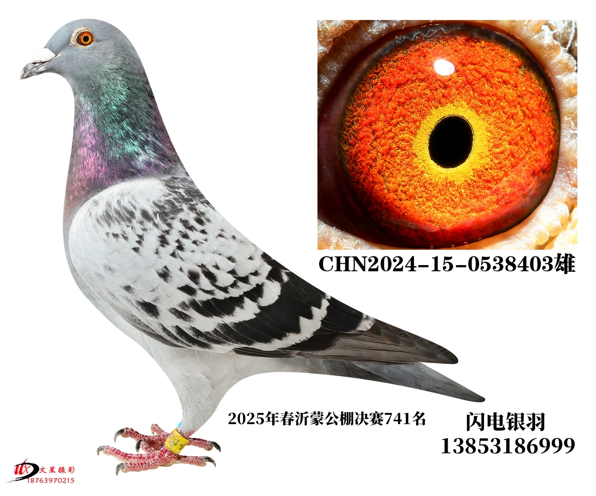 25괺ɛQِ741