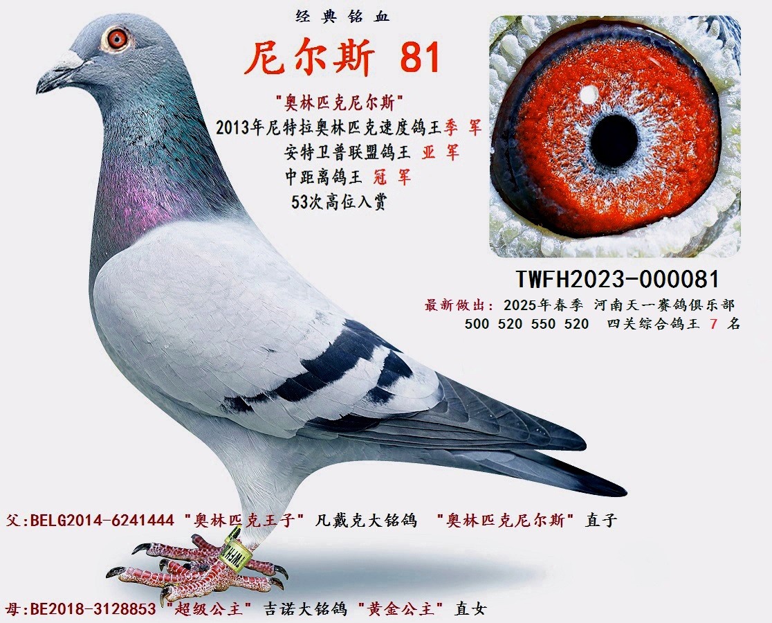 ᠖˹ 81