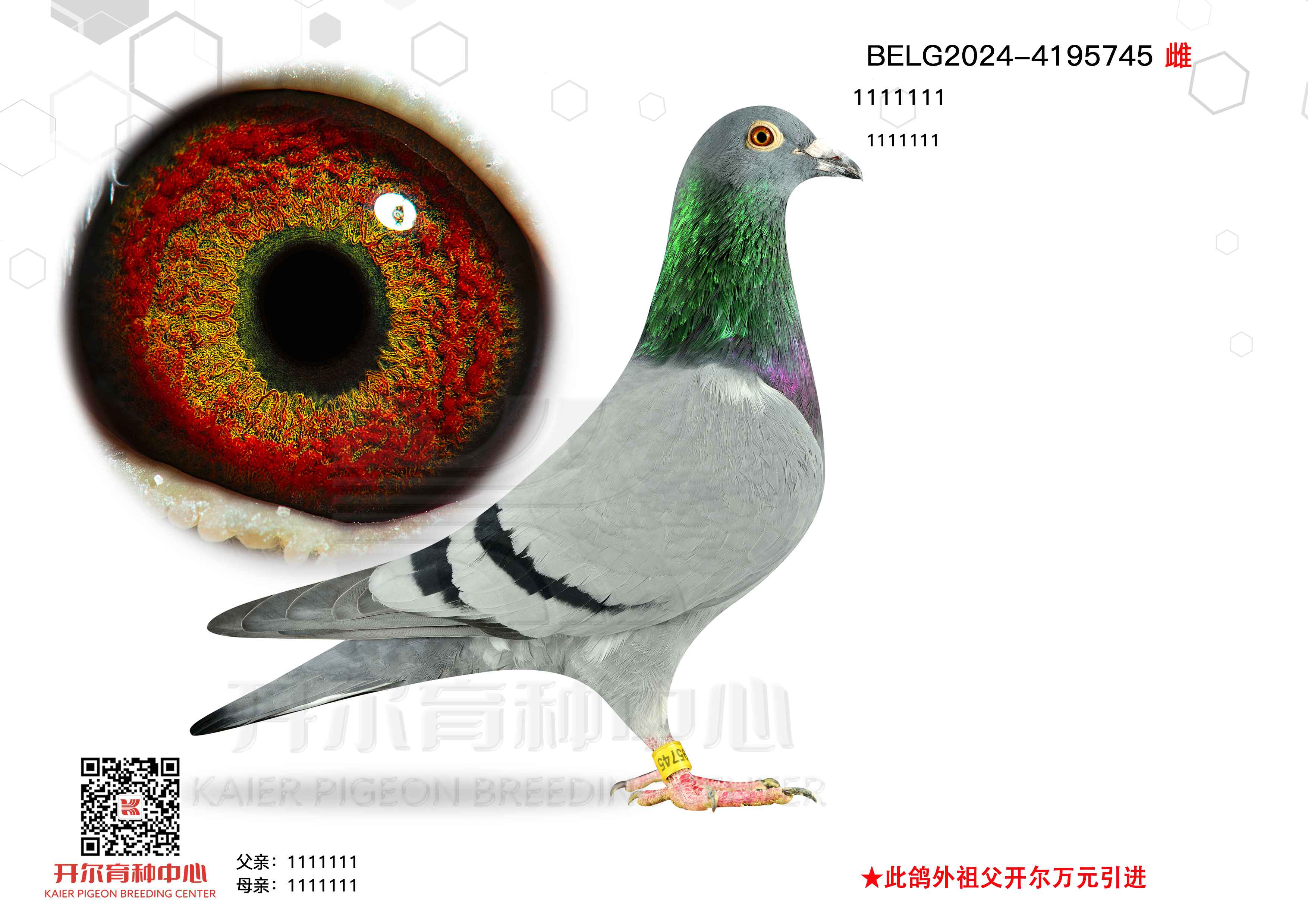 ұѩ(gu)