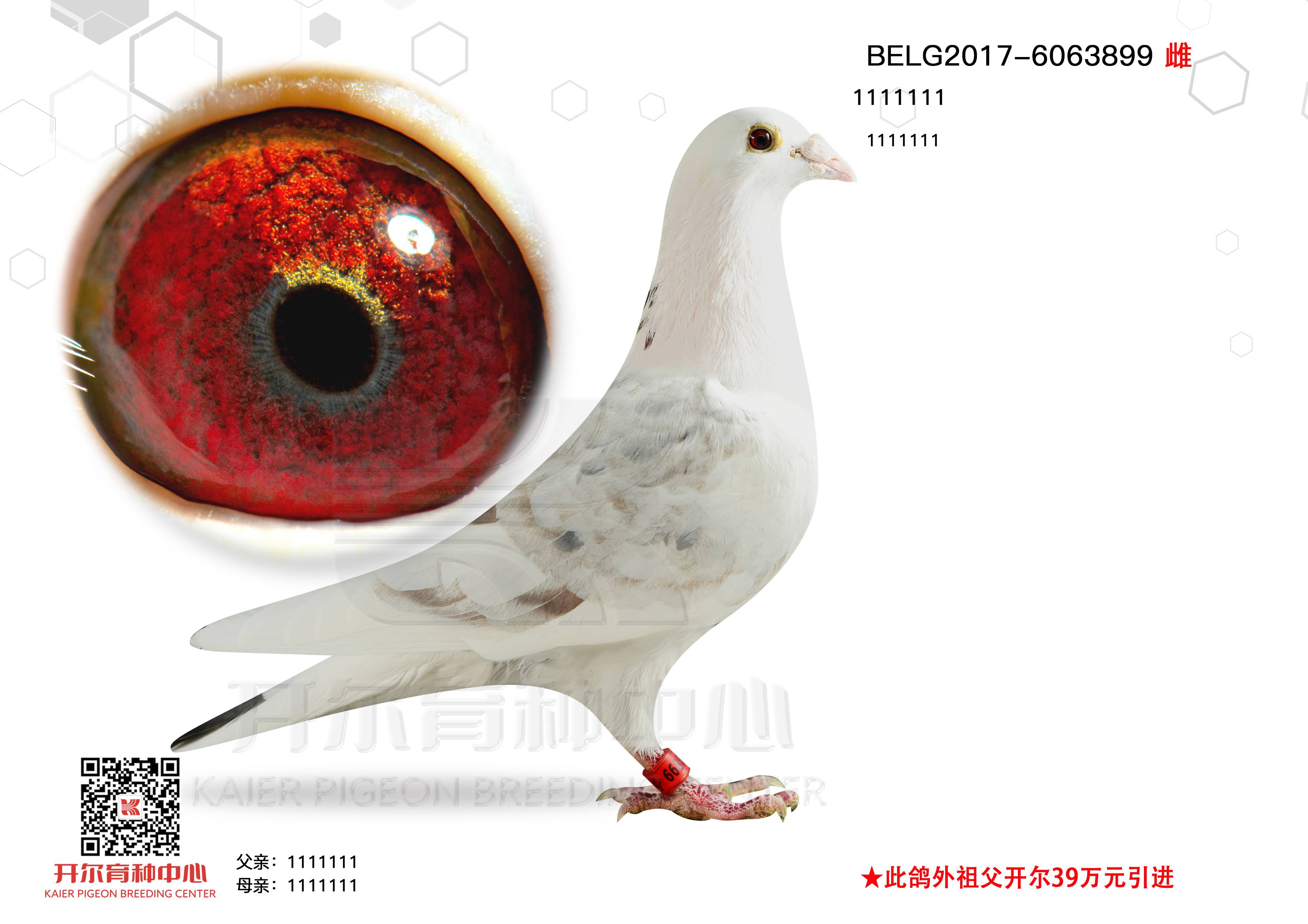 ׵Ͽˡ992O003OŮ