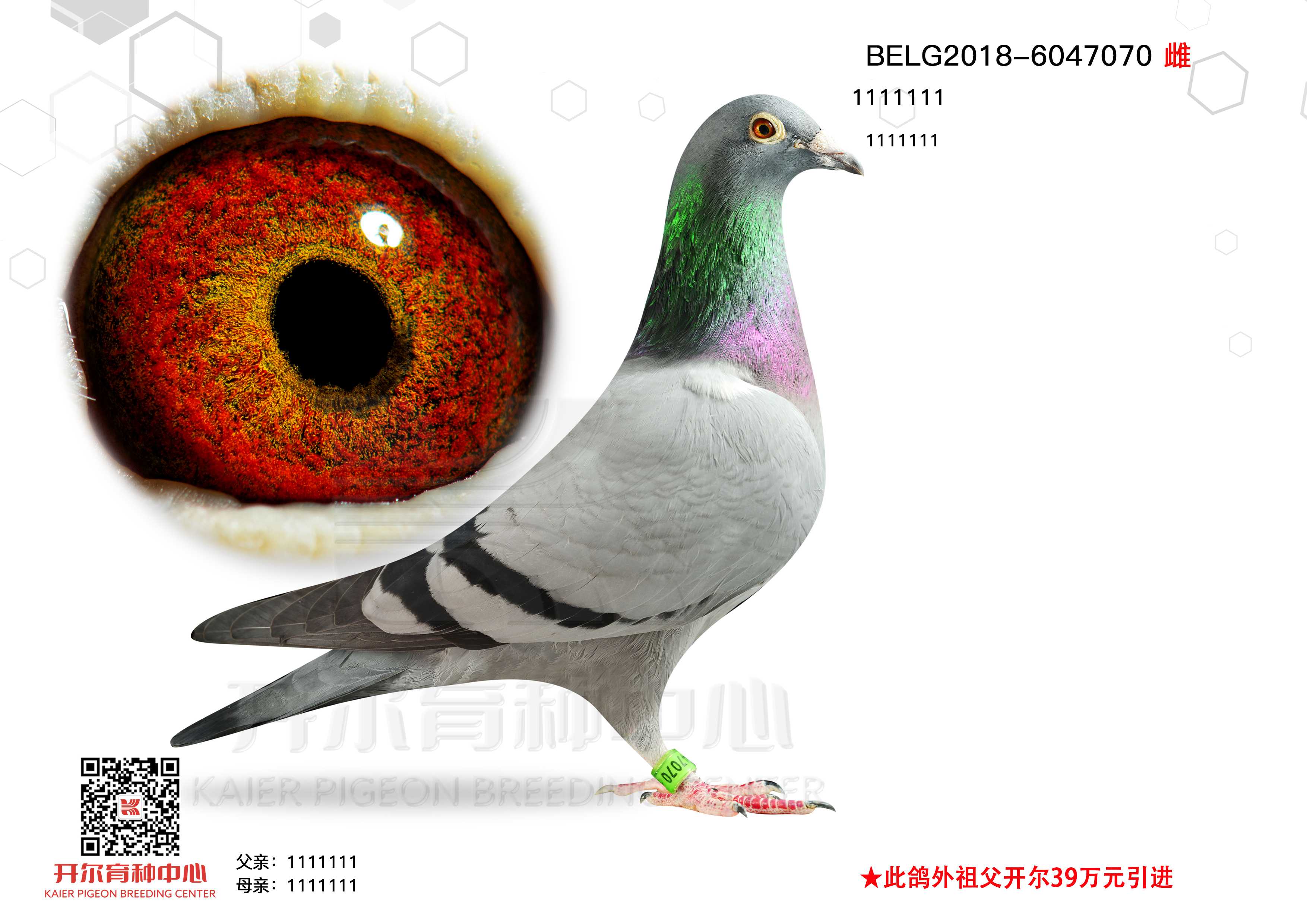 ϡ006OŮ