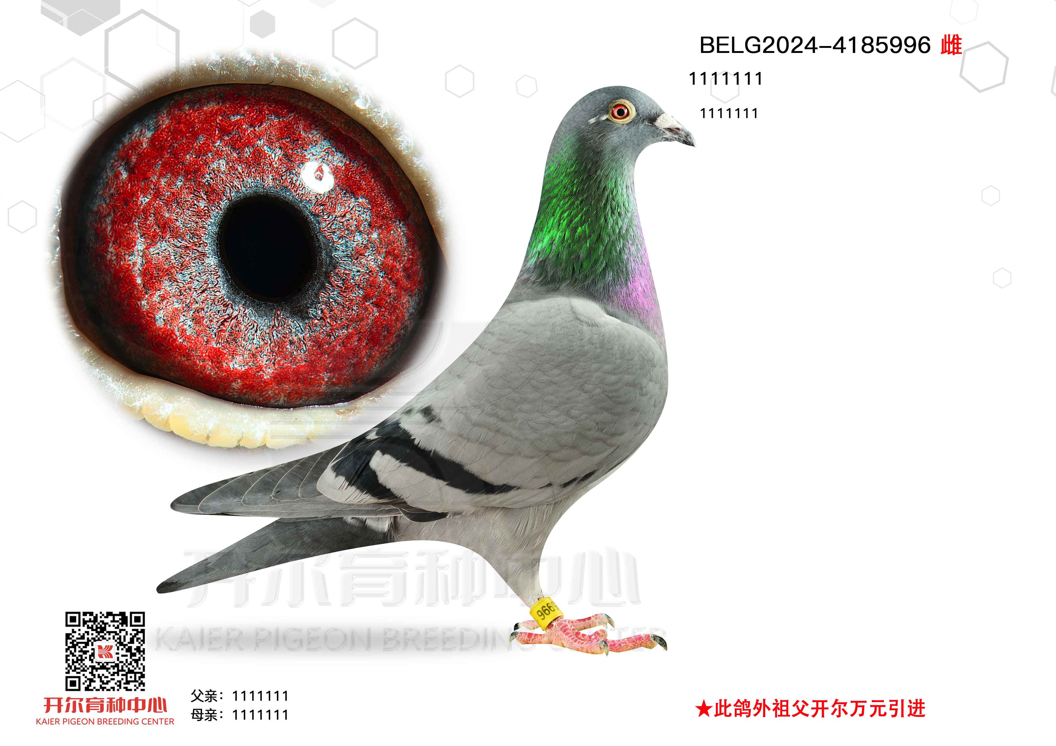 피(j)Ů