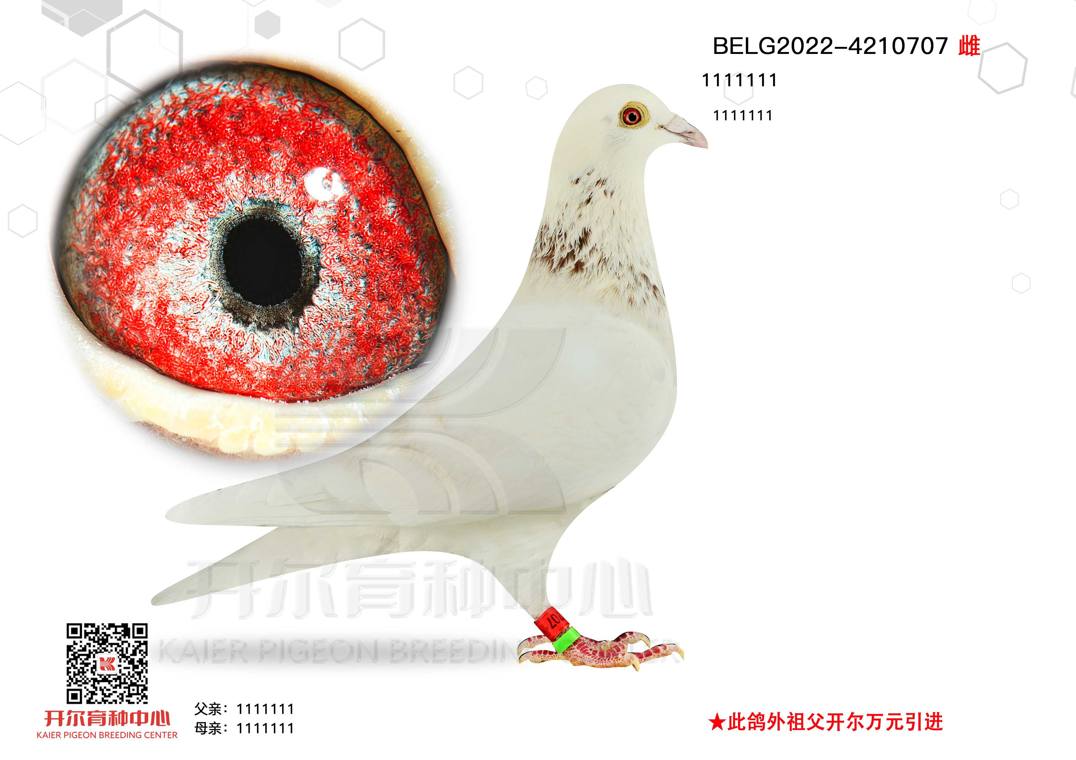 ѩ707