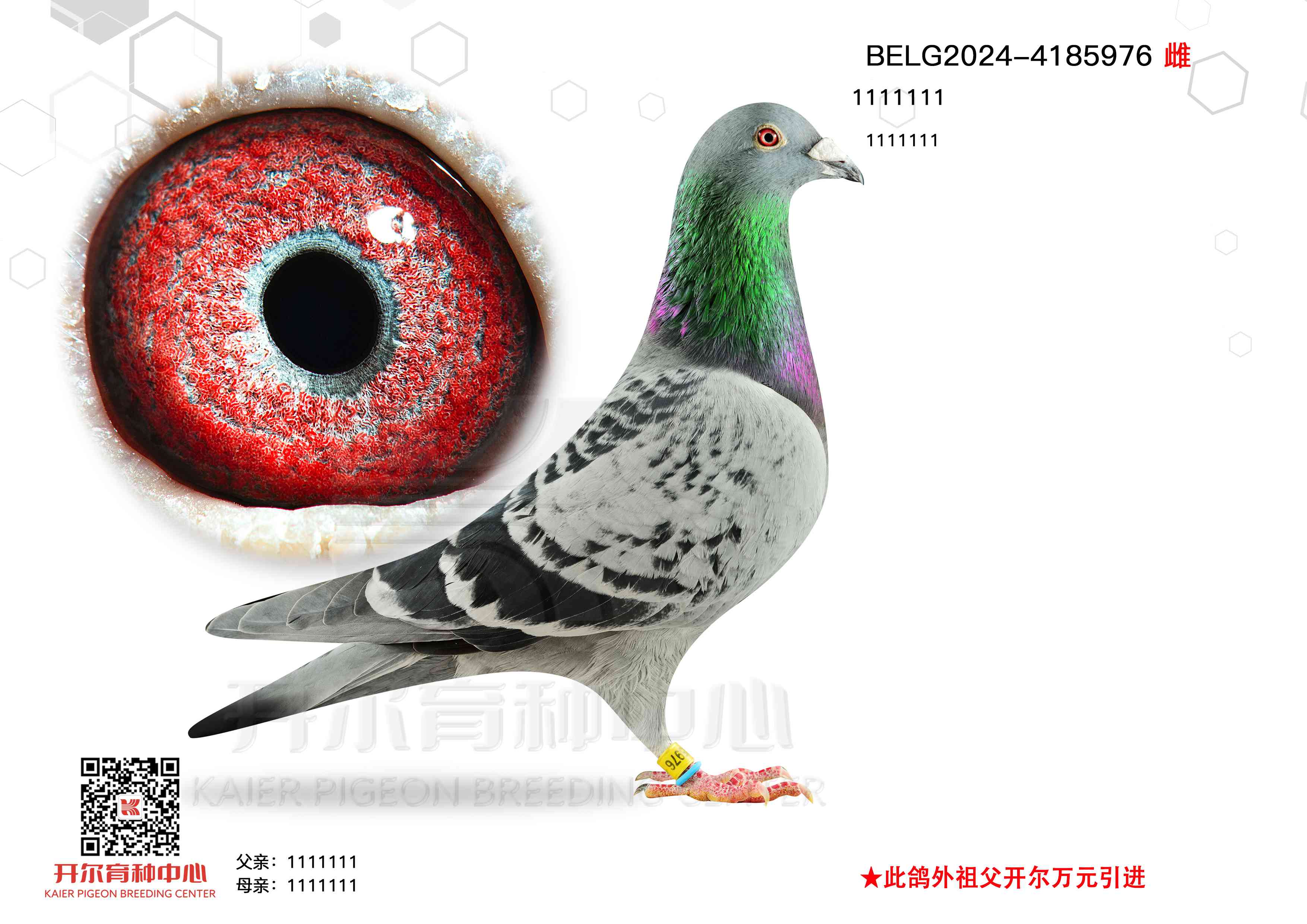 ءؠ76
