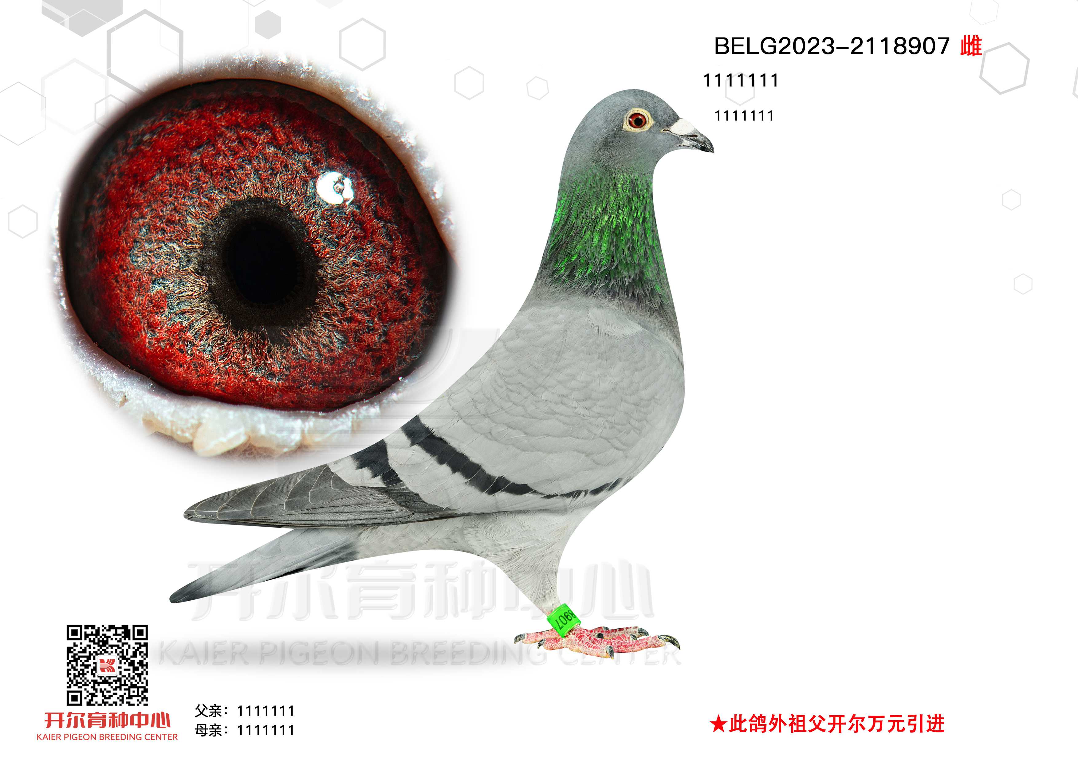 177ֱӡϼֿ˹508