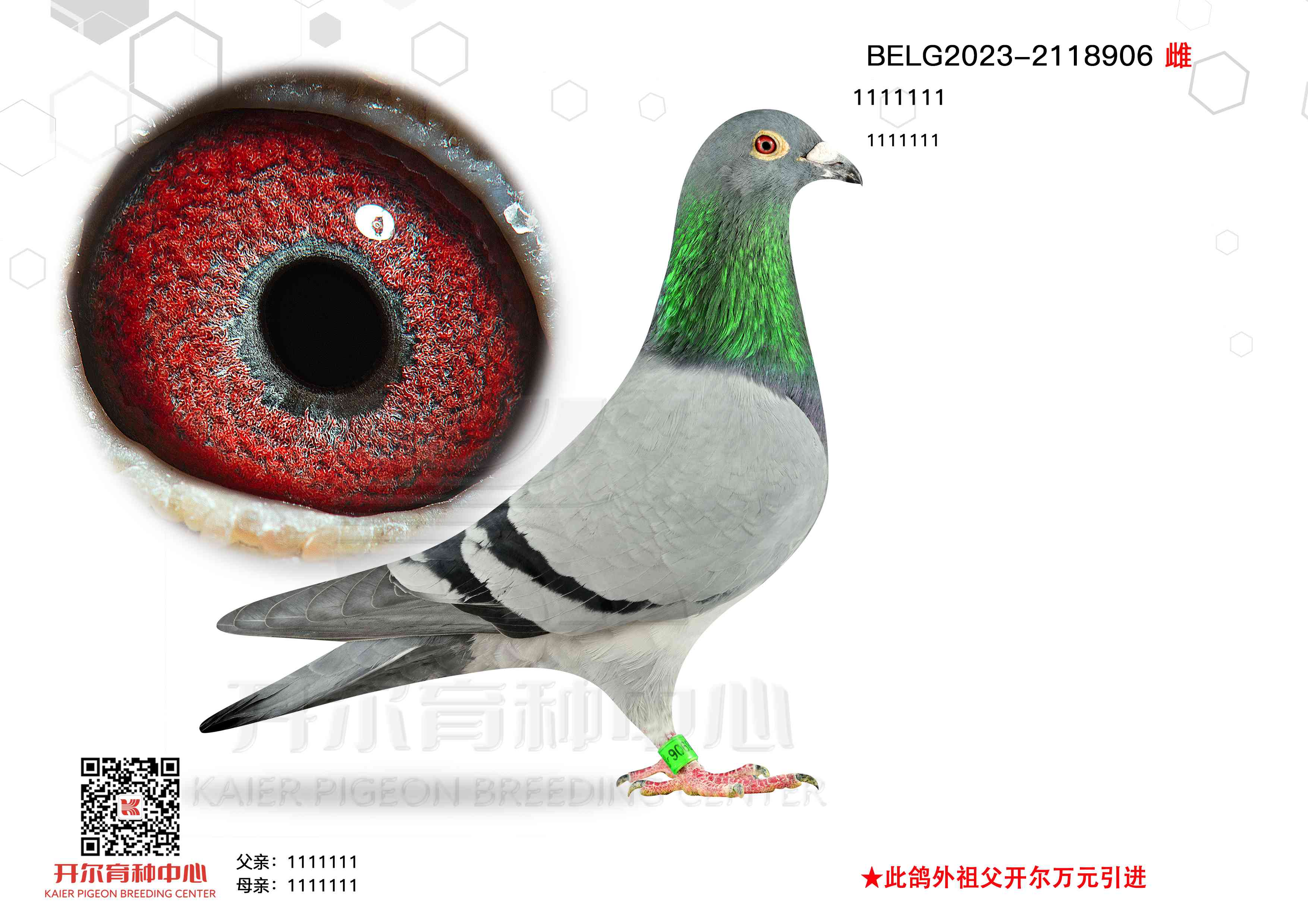 (j)177ֱӡϼֿ˹508