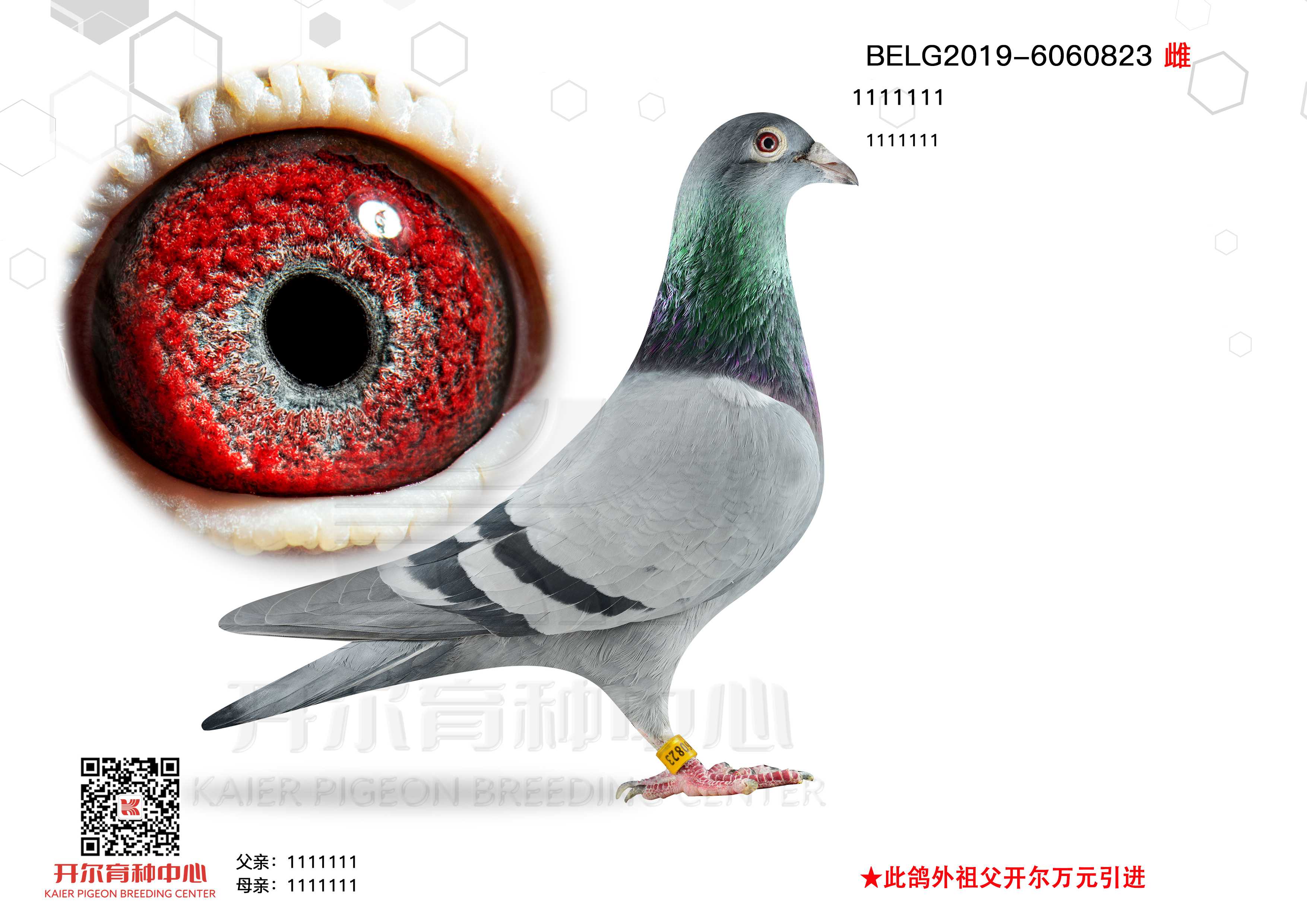 Wƥ006O