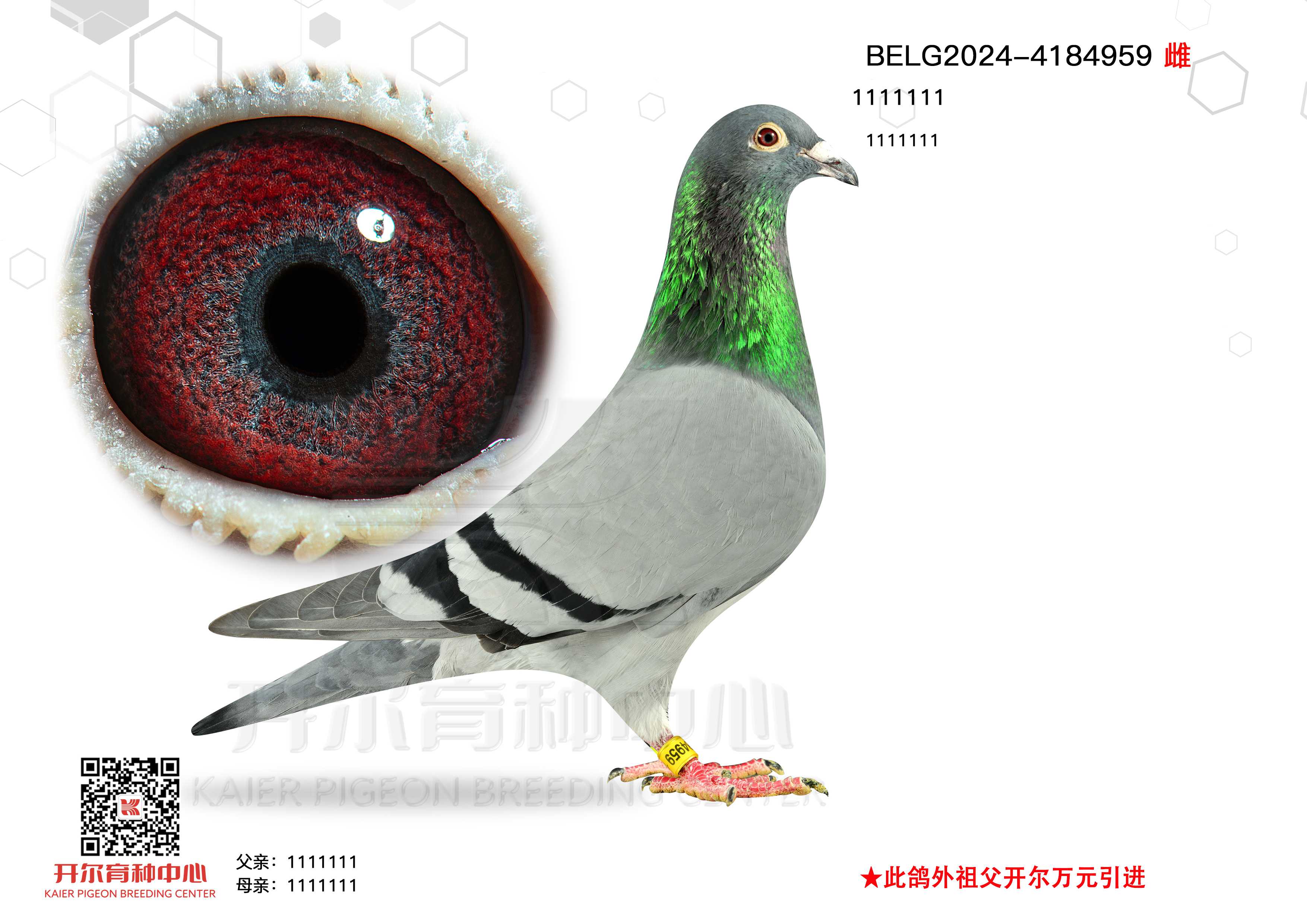 ¸006