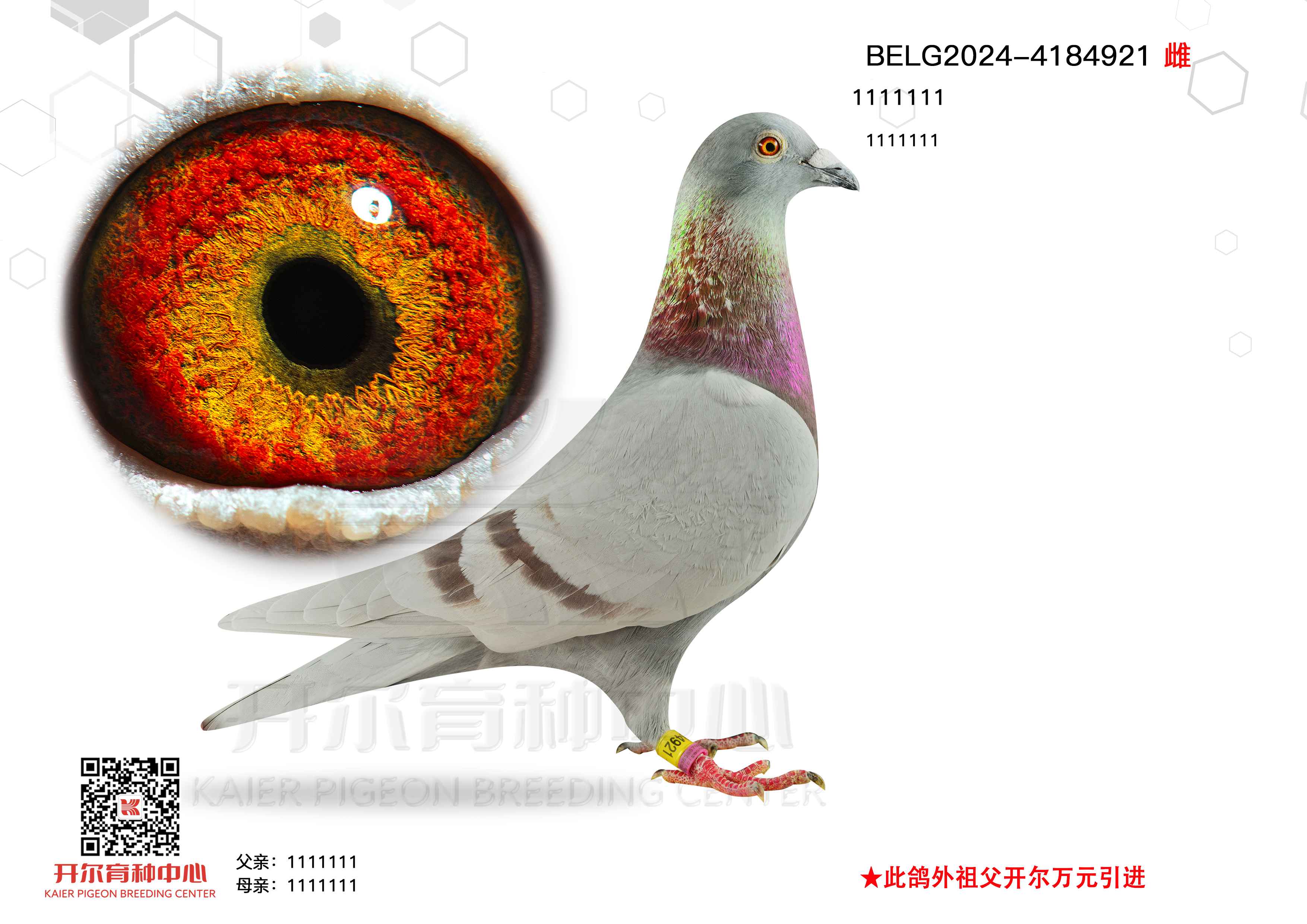 ҙC(j)̖(ho)