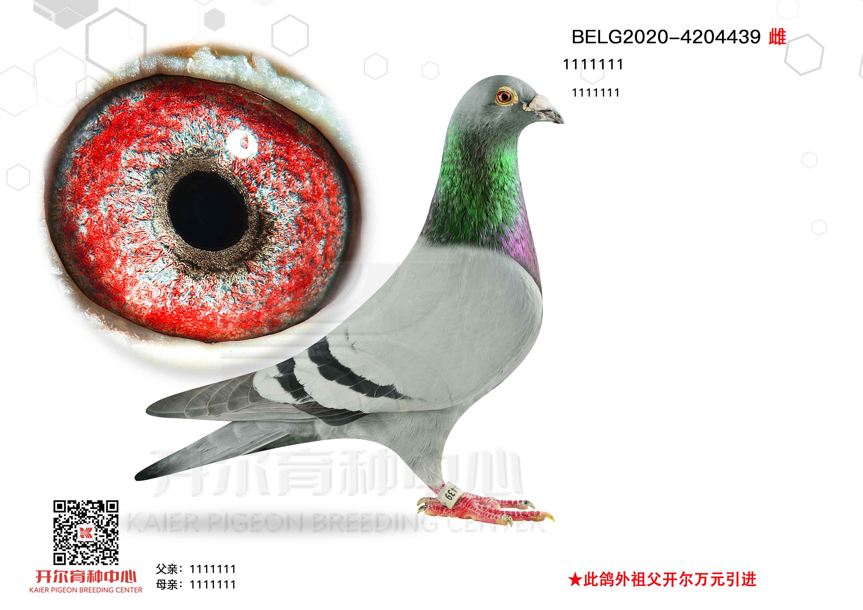 Wƥ439