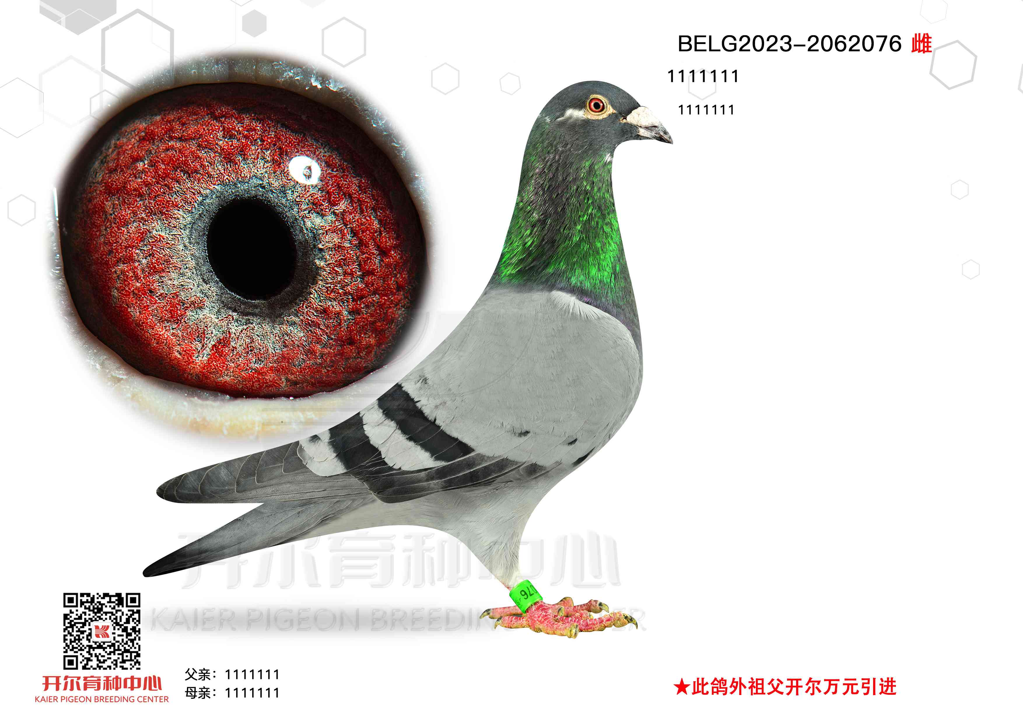 A(ch)N785Ѫ