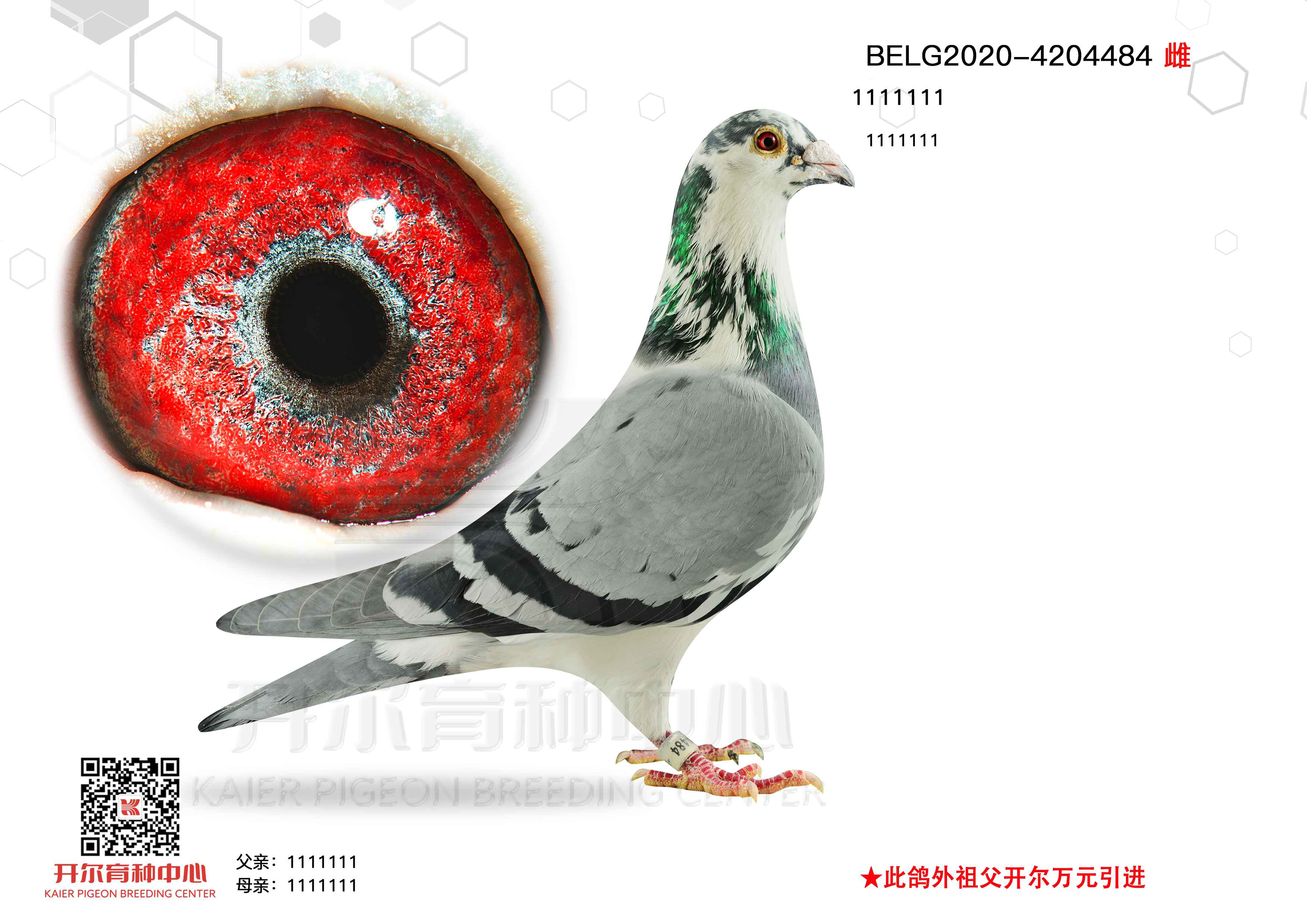 ţ 484