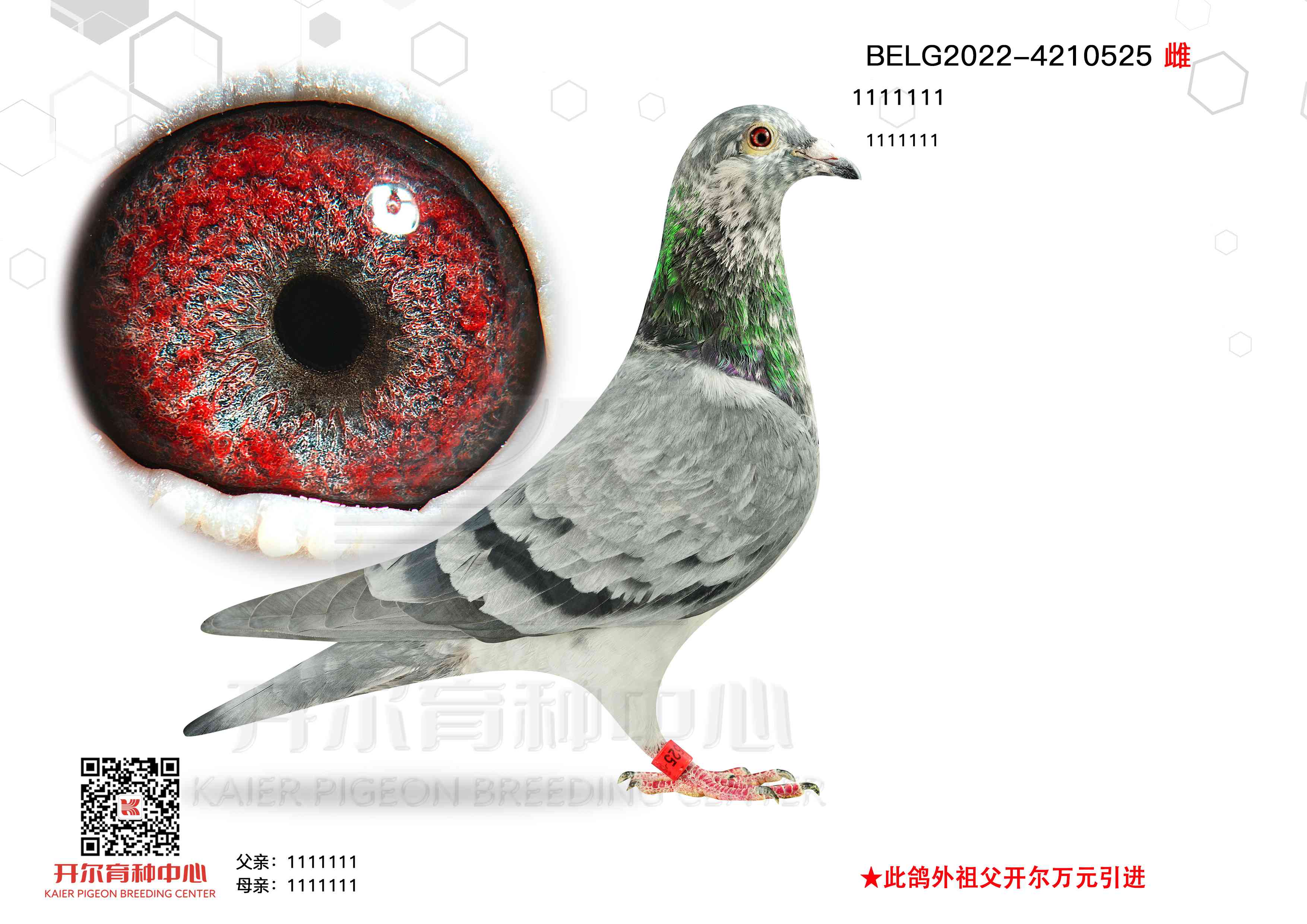 ѩ525