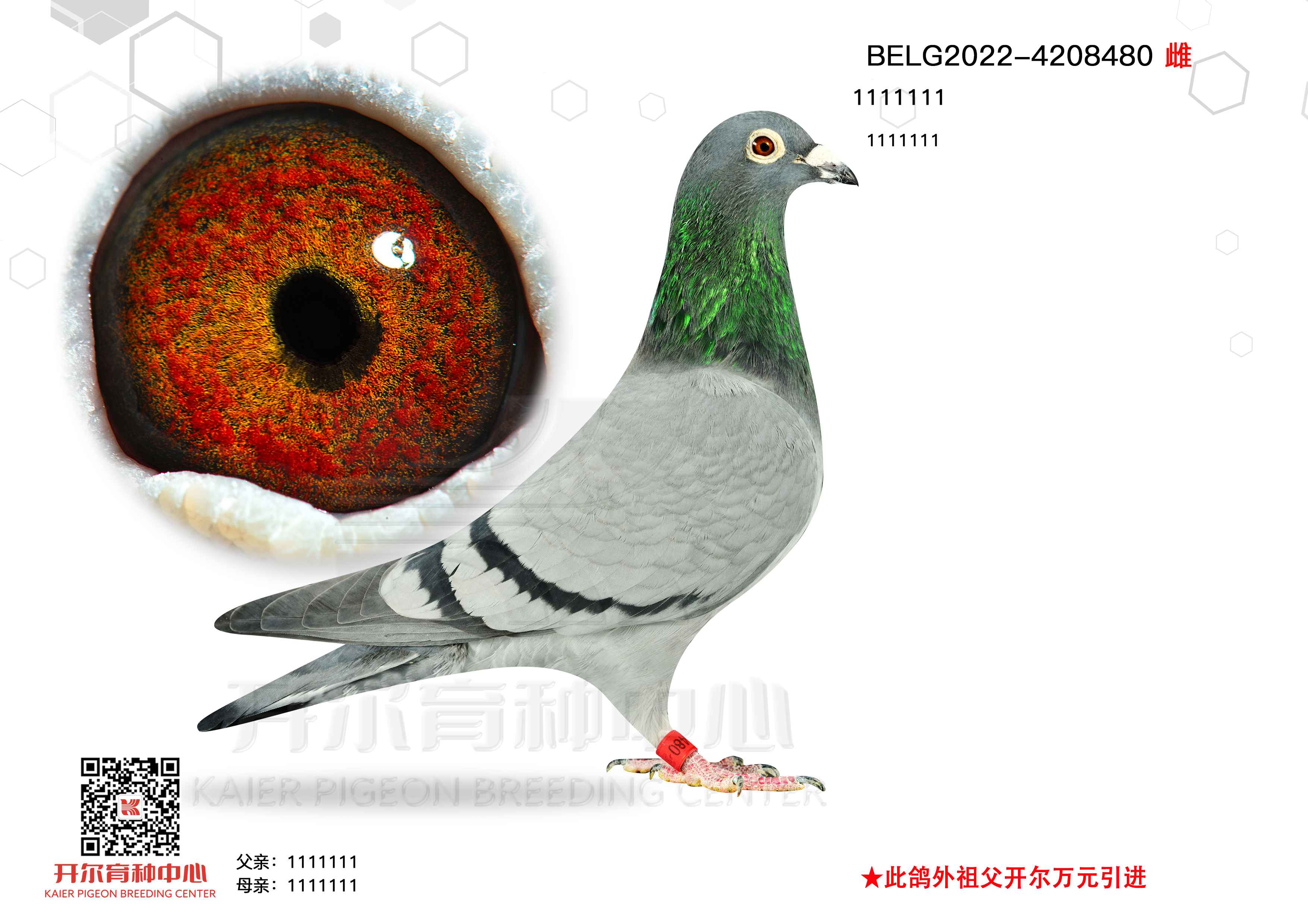 õ 480