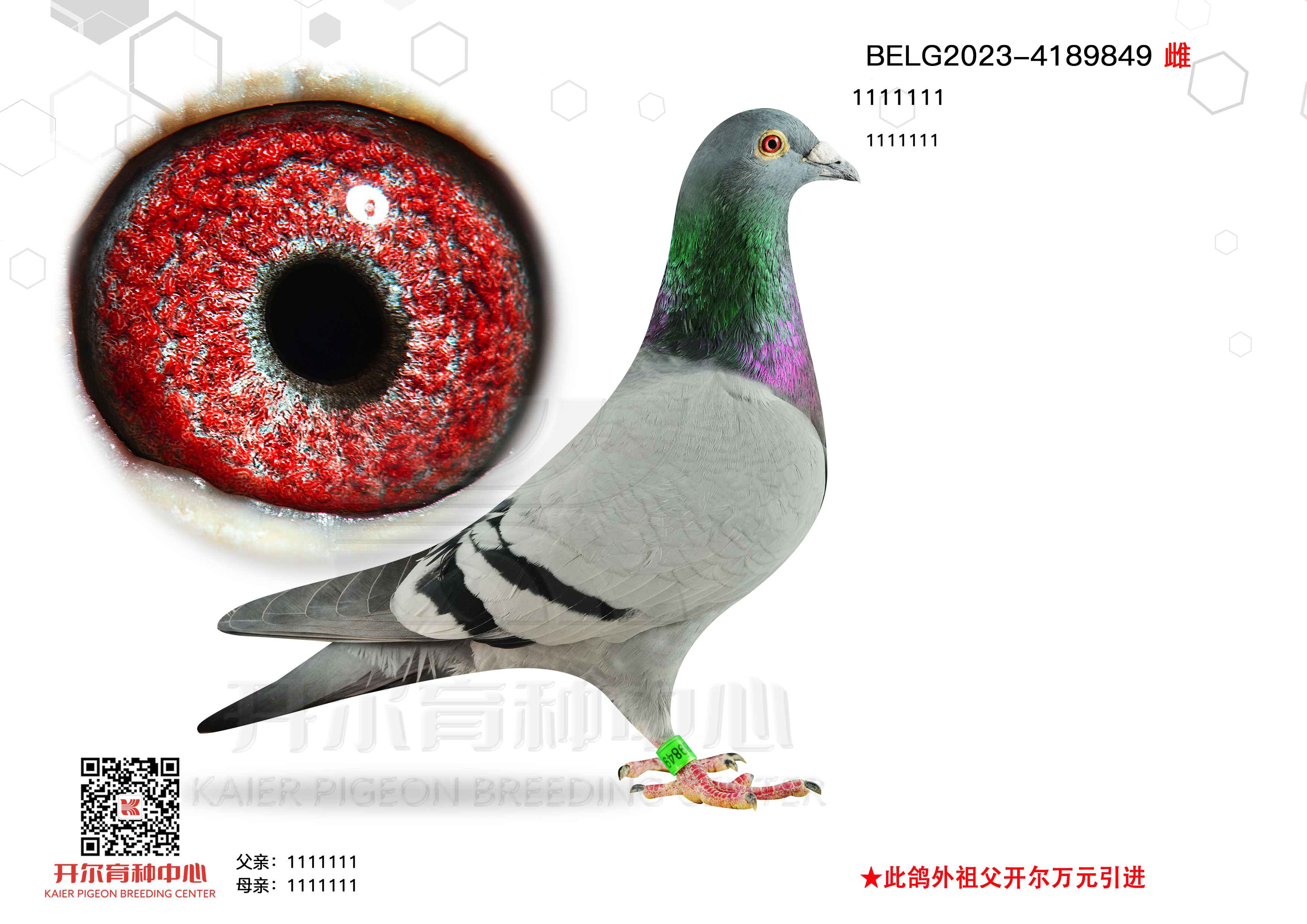 ZL(fng)