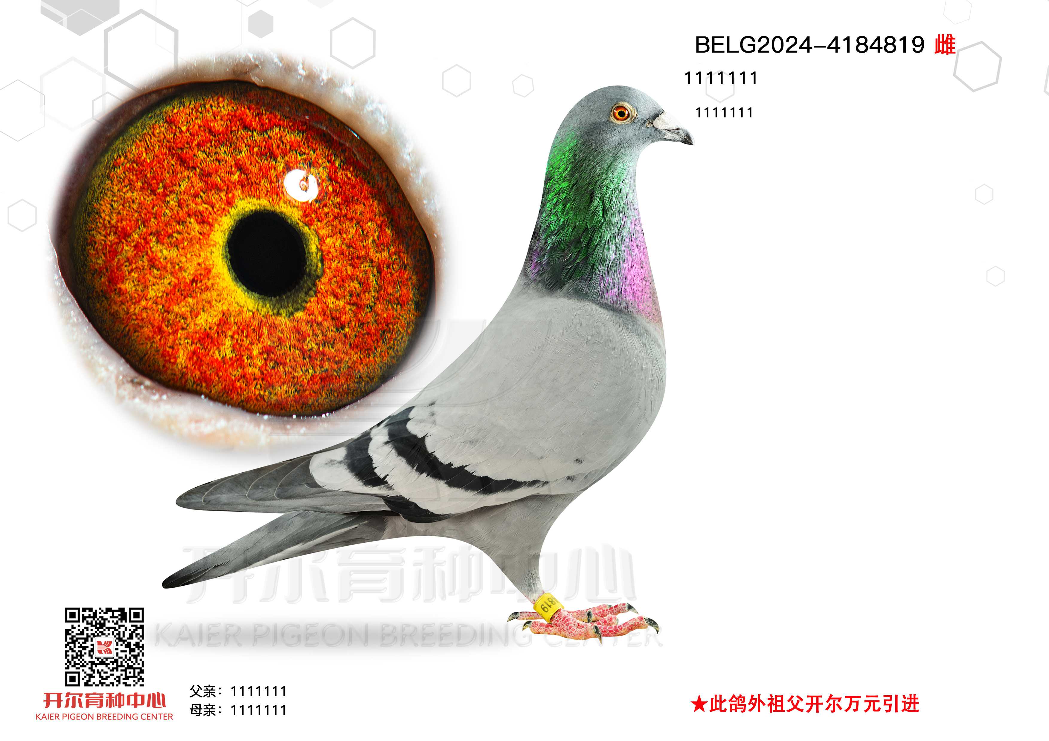 ұȠ819
