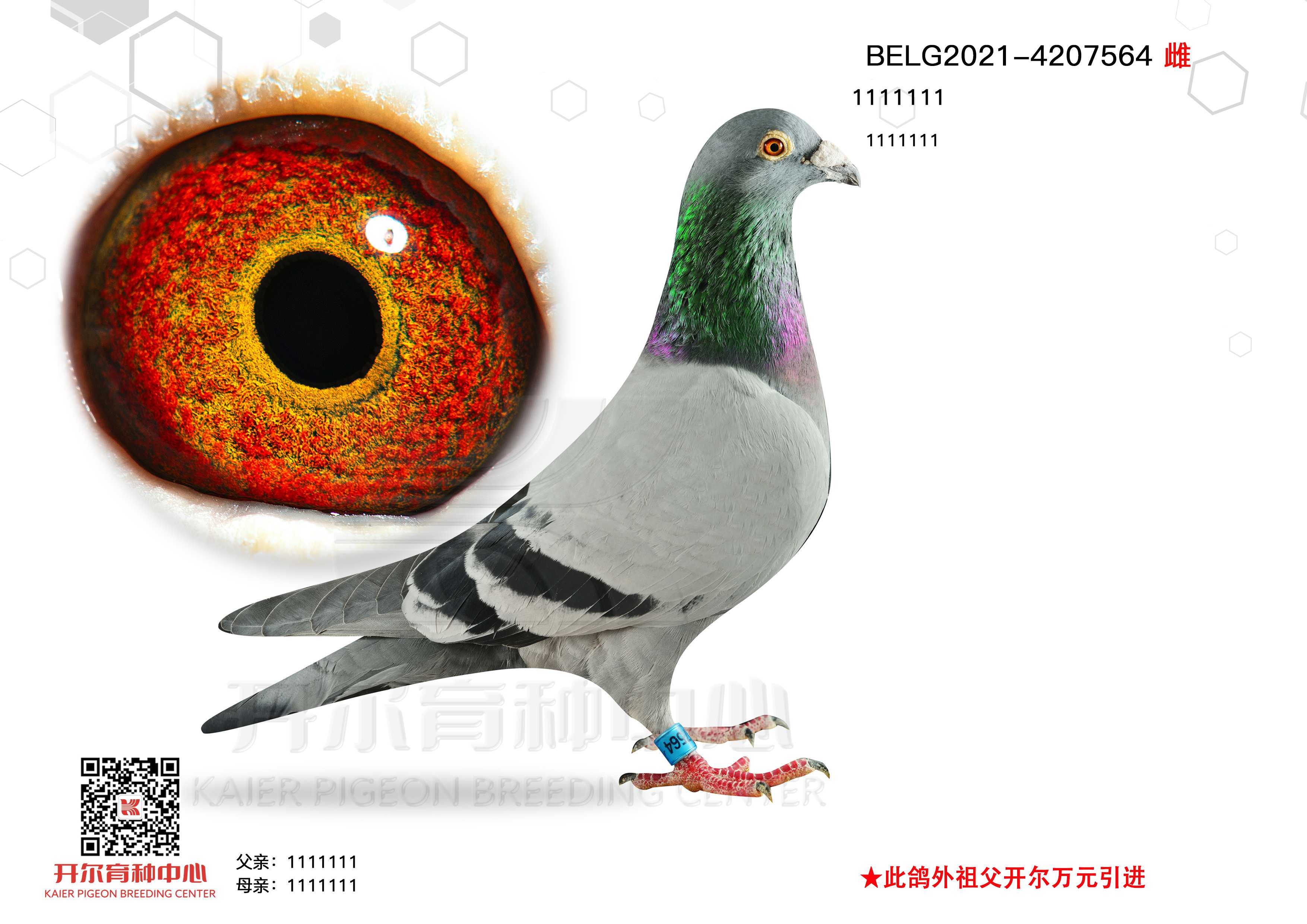 (wn)ϡ
