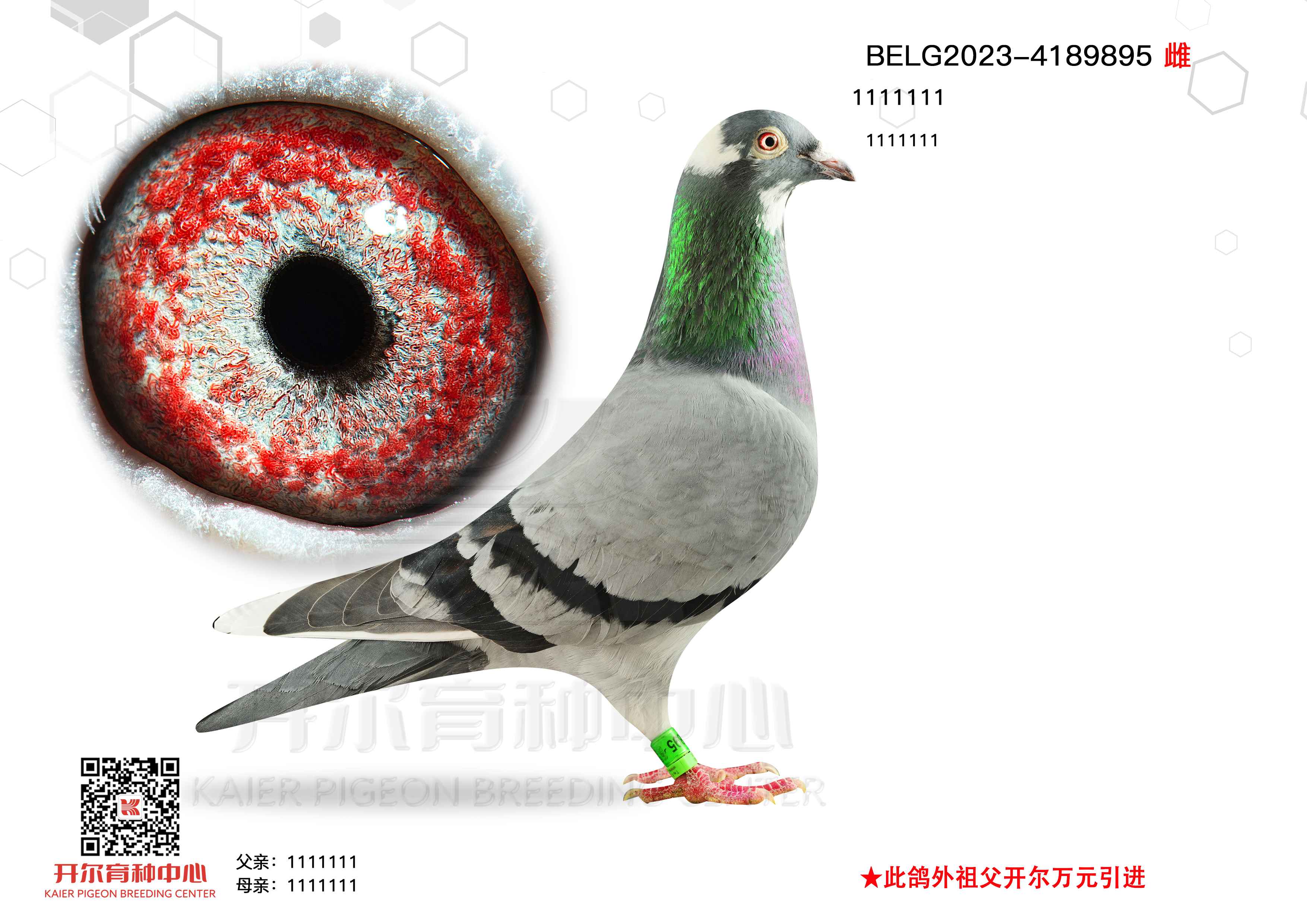 ؠֱOWƥ}ֱOŮ