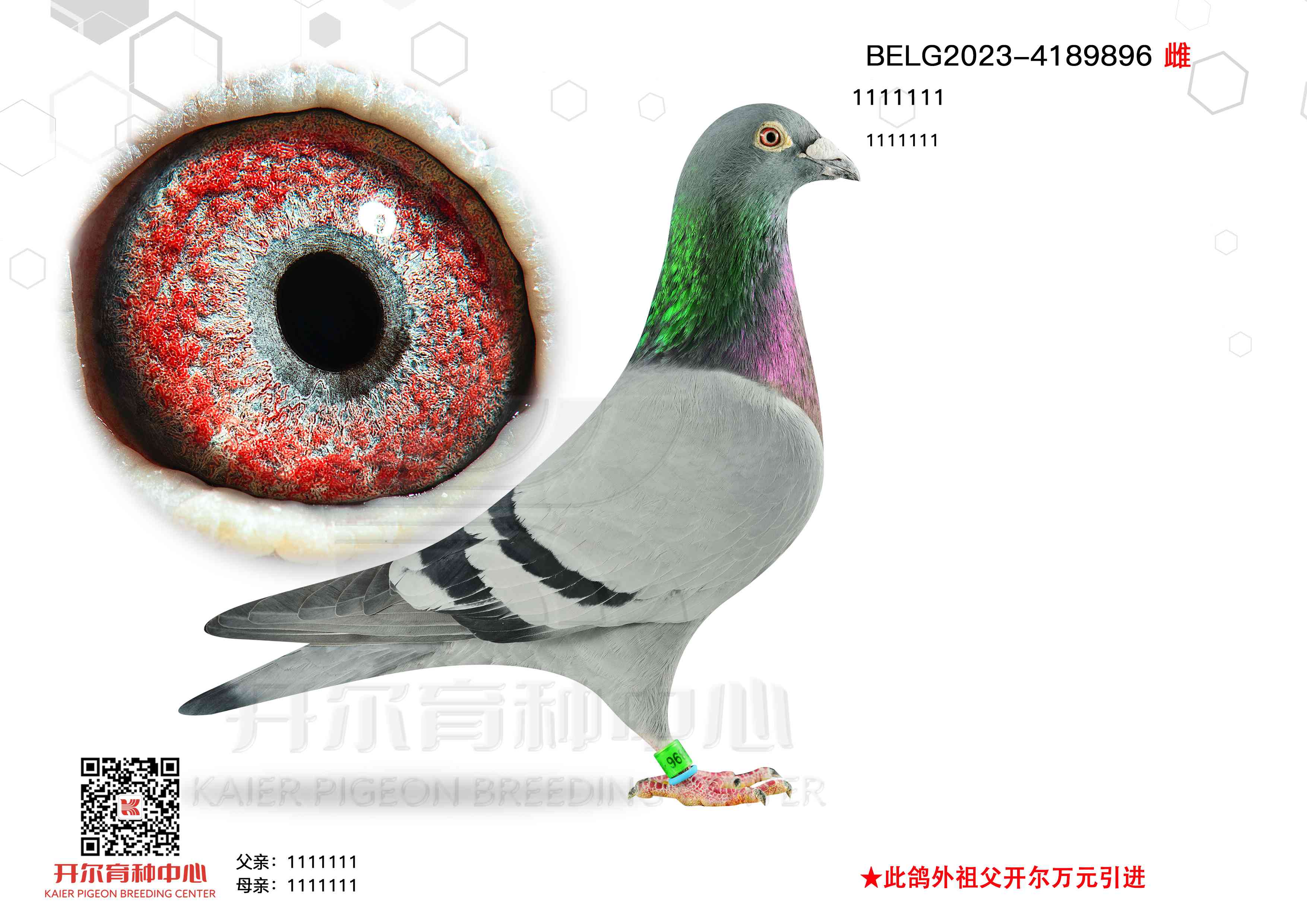 ѩ