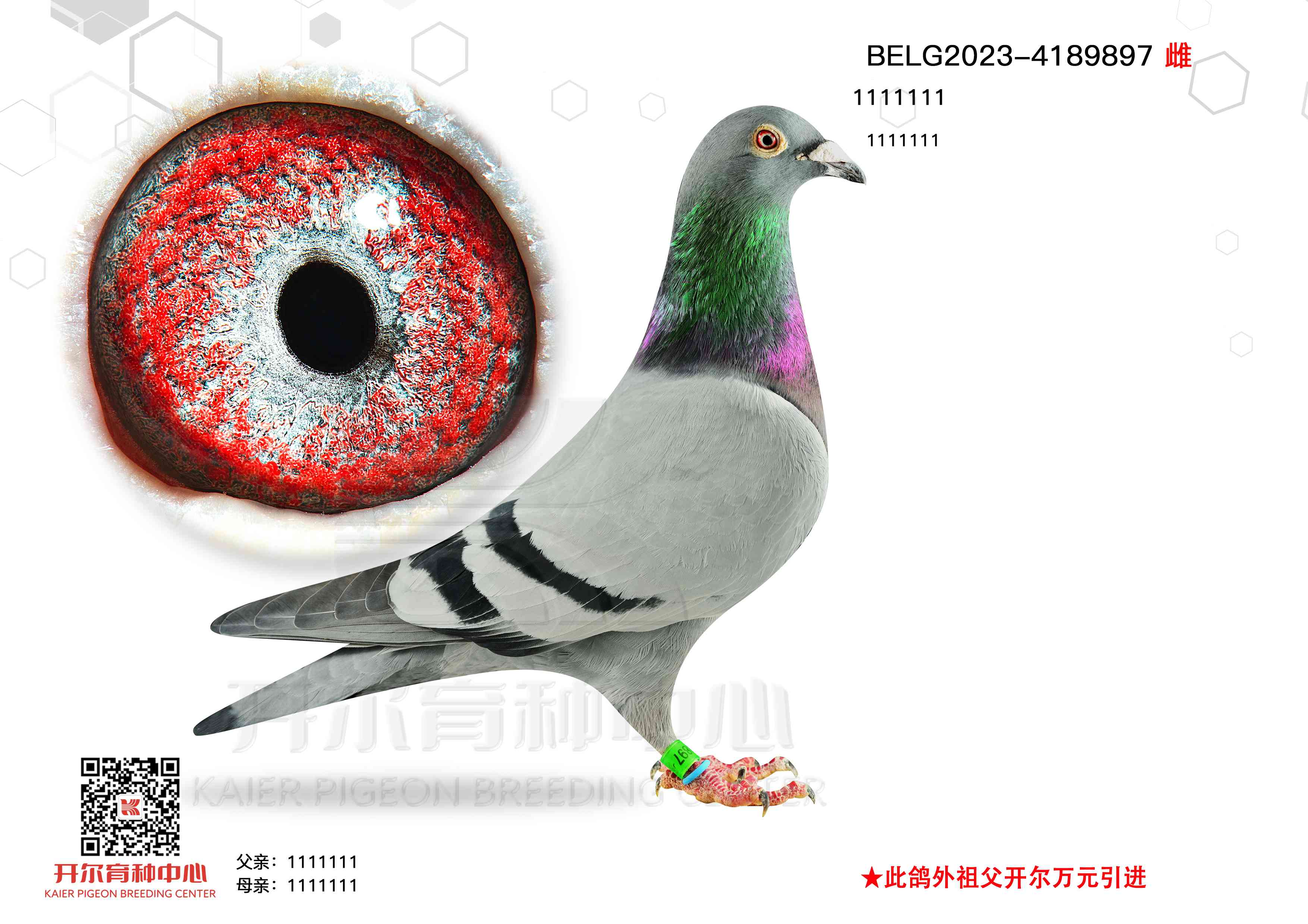 ѩ