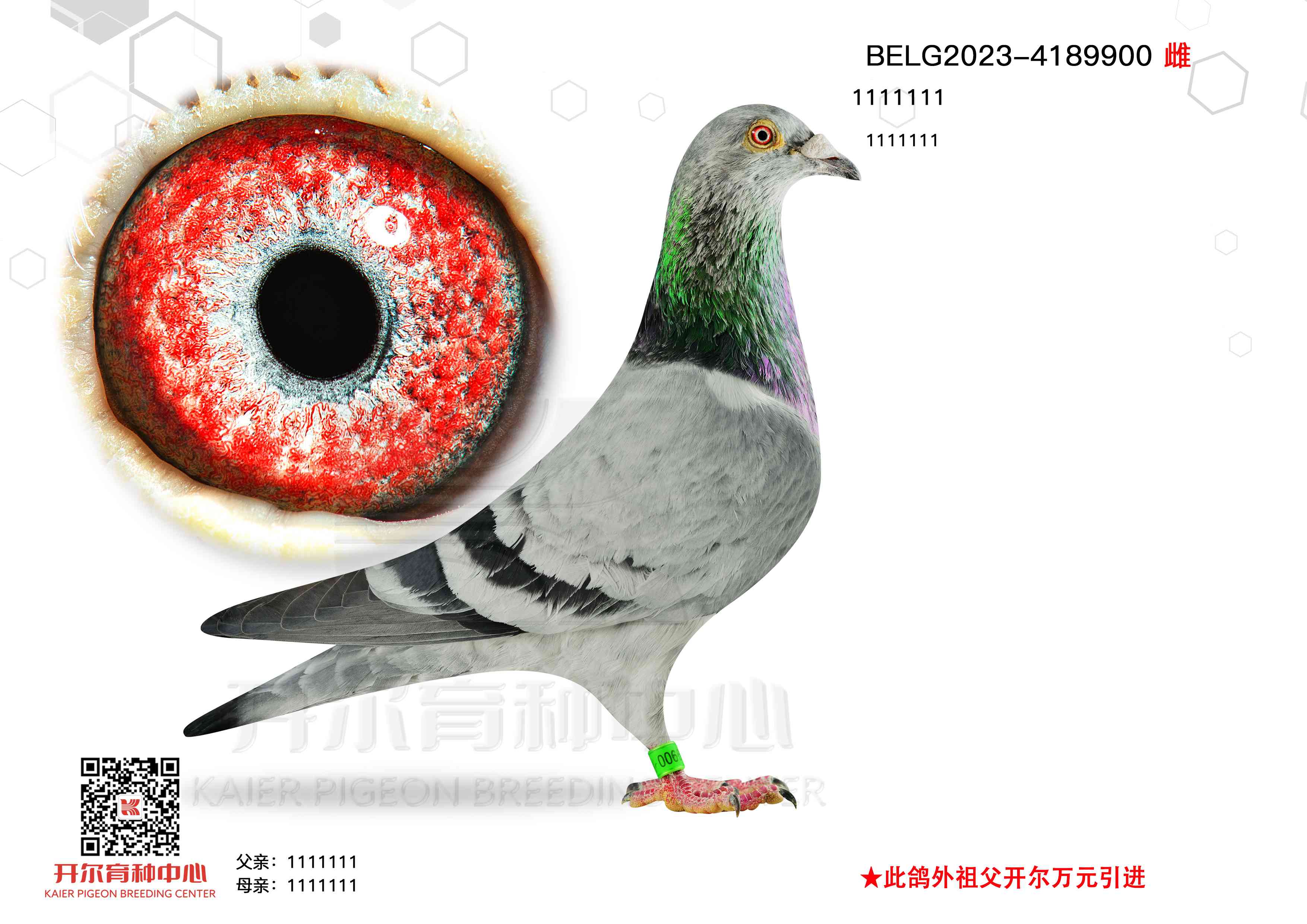 鶷ţȮ900