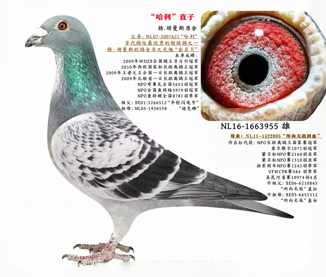 .˹ֱ