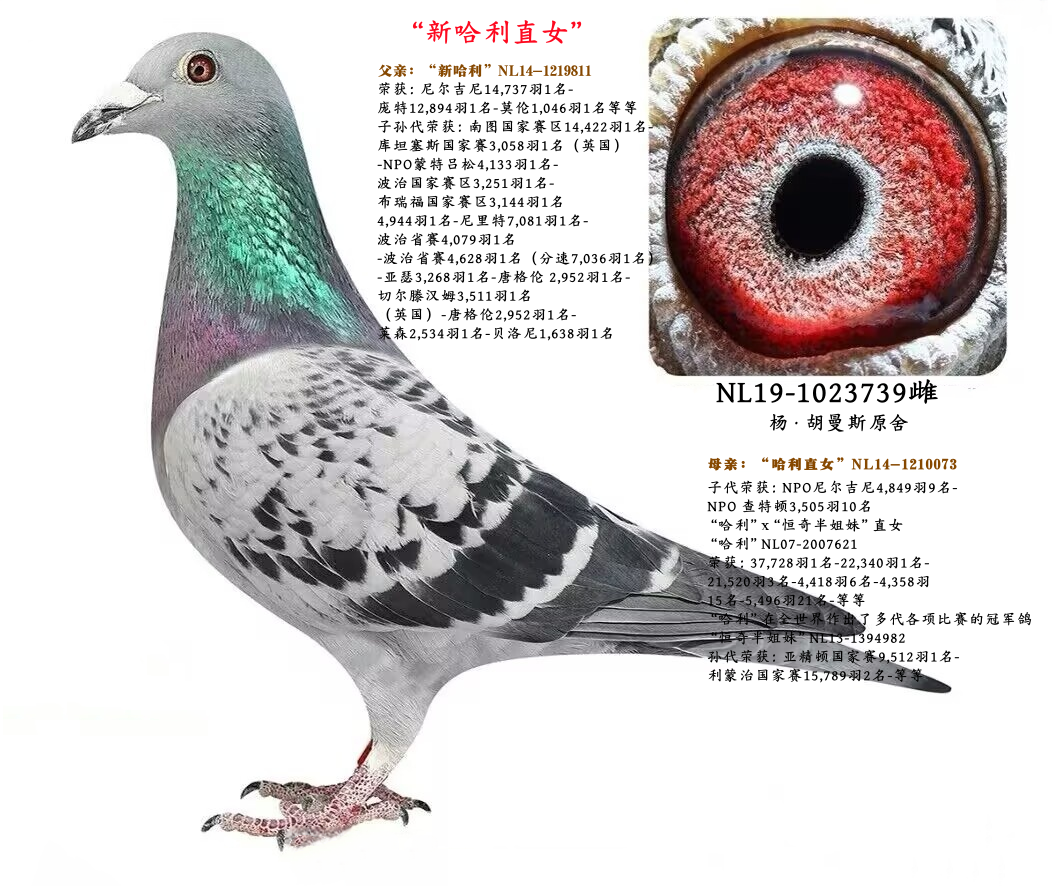 ˹¹ֱŮ