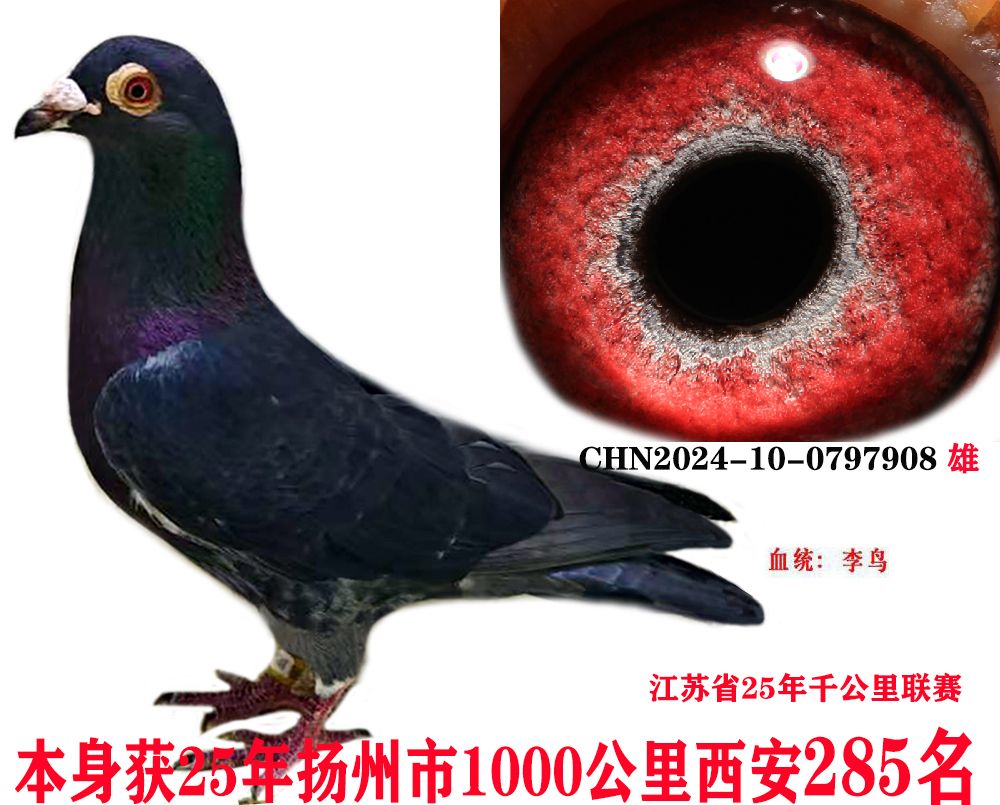 28516