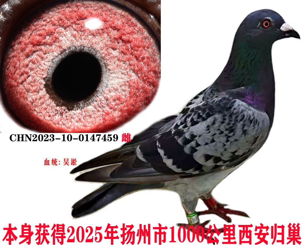 9c1cc1167478e45eac96e7f491a63da