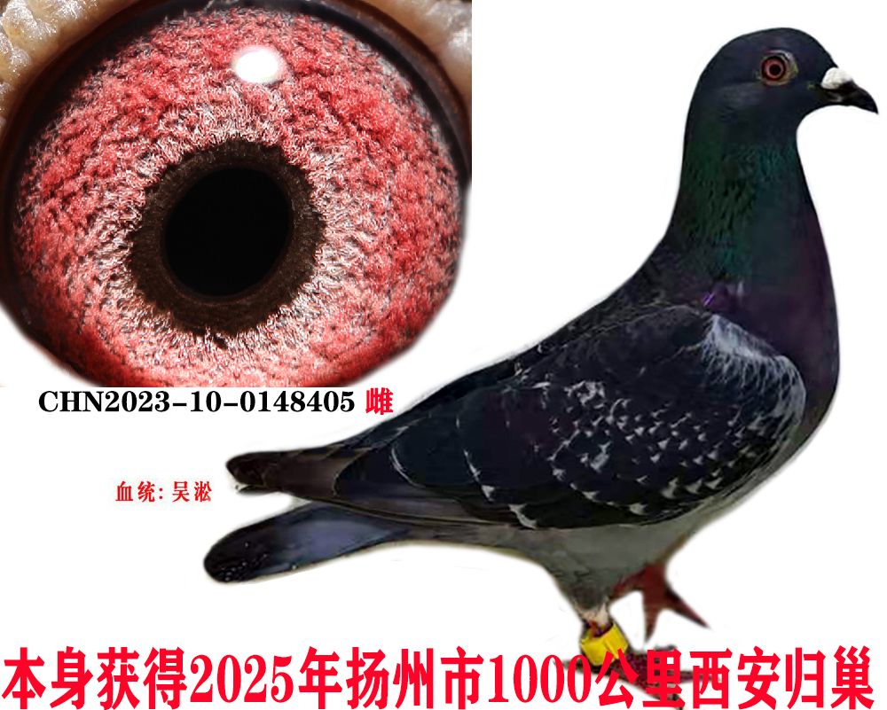 381e278b944e5dec2d96de52c27ca70