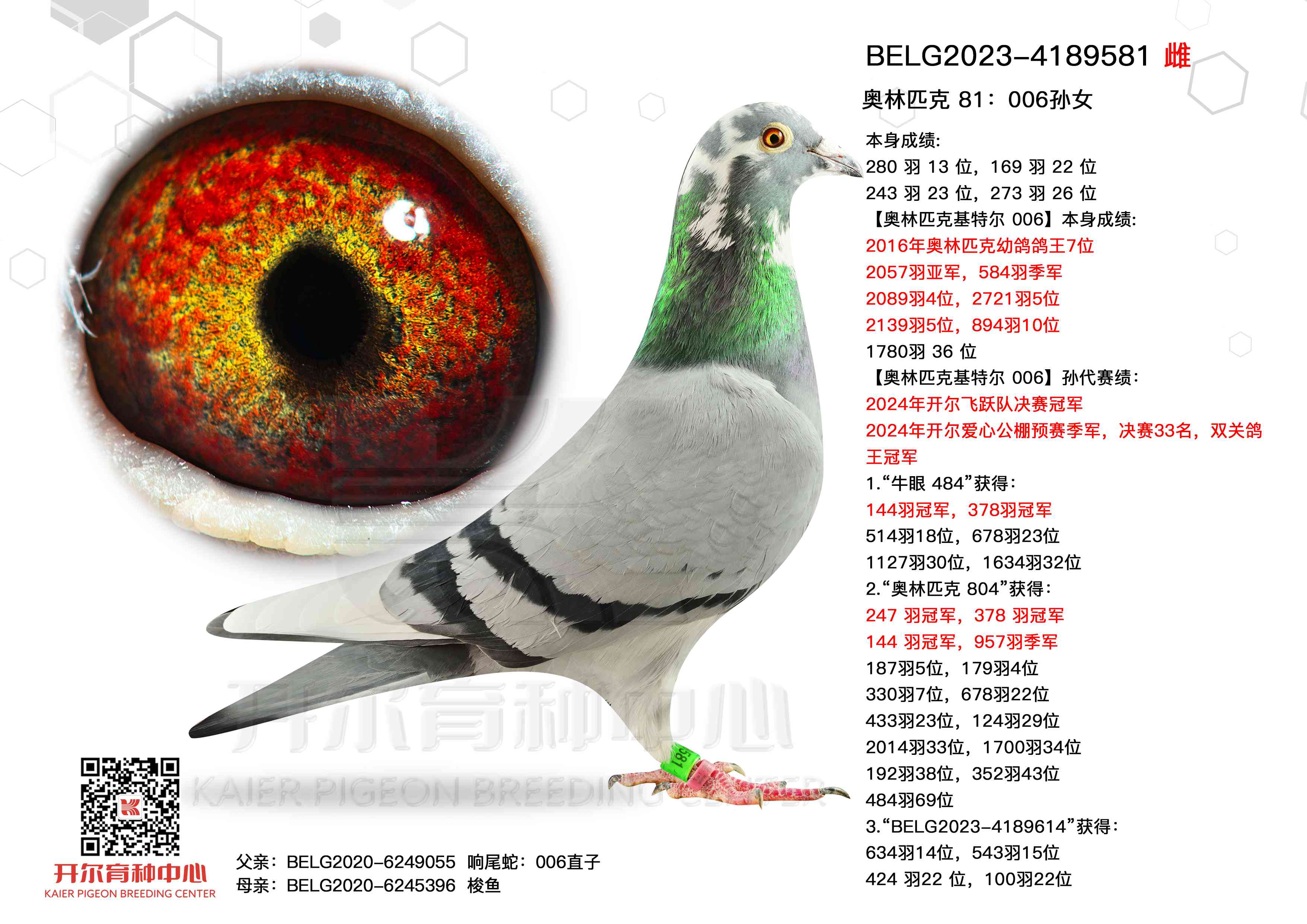 Wƥ 81006OŮ