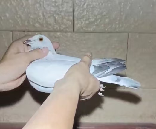 ʮѵ˳鳲