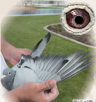 ֱŮԲý