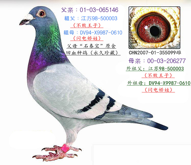 ʯӡX罿ޡ˫ؽ