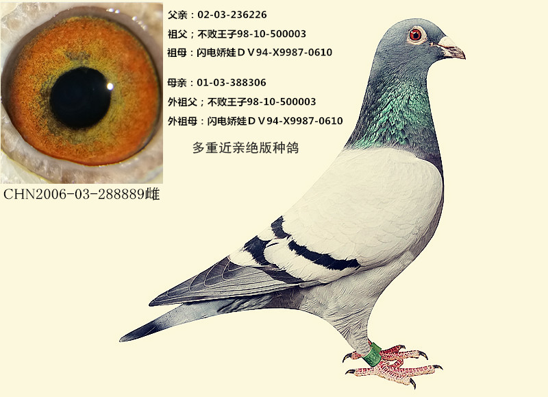 ʯӡX罿ޡ˫ؽ