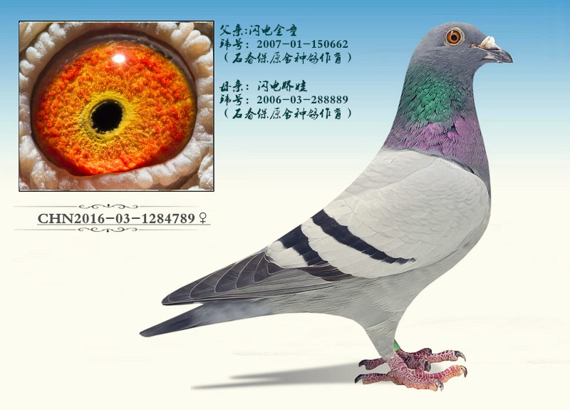 ʯӡX罿ޡ˫ؽ