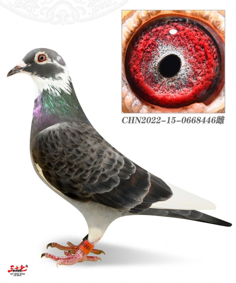 û