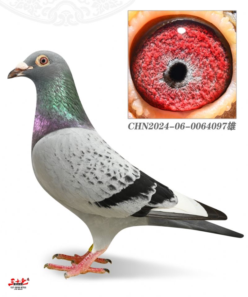 Ľ