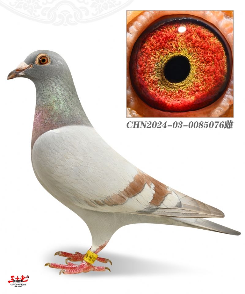û