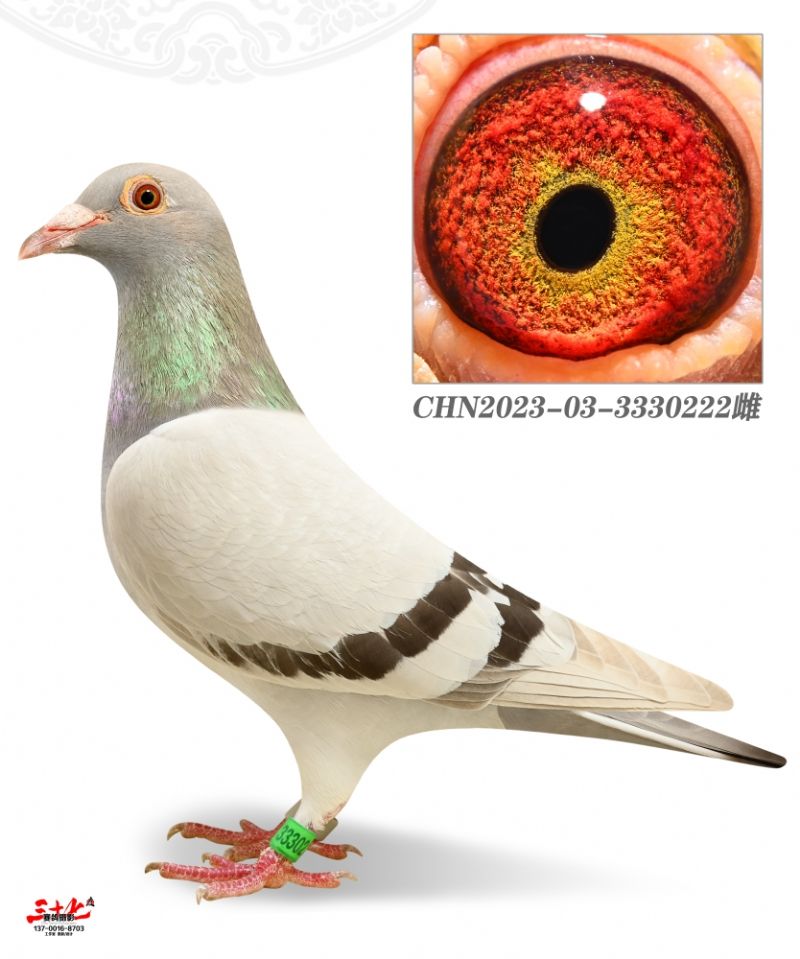 û