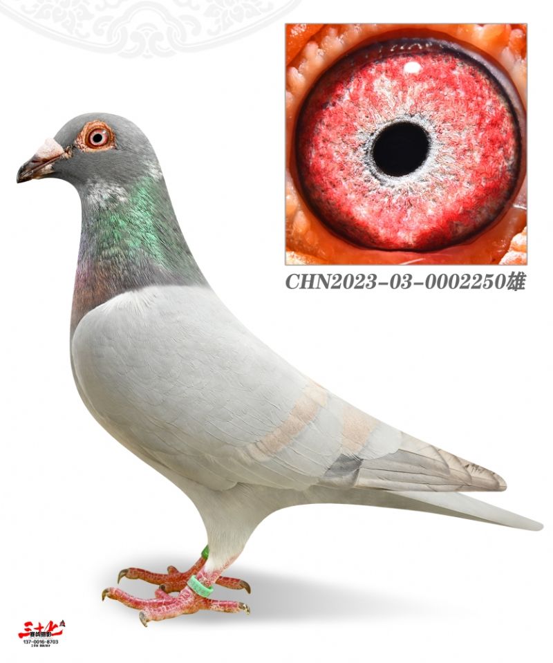 û